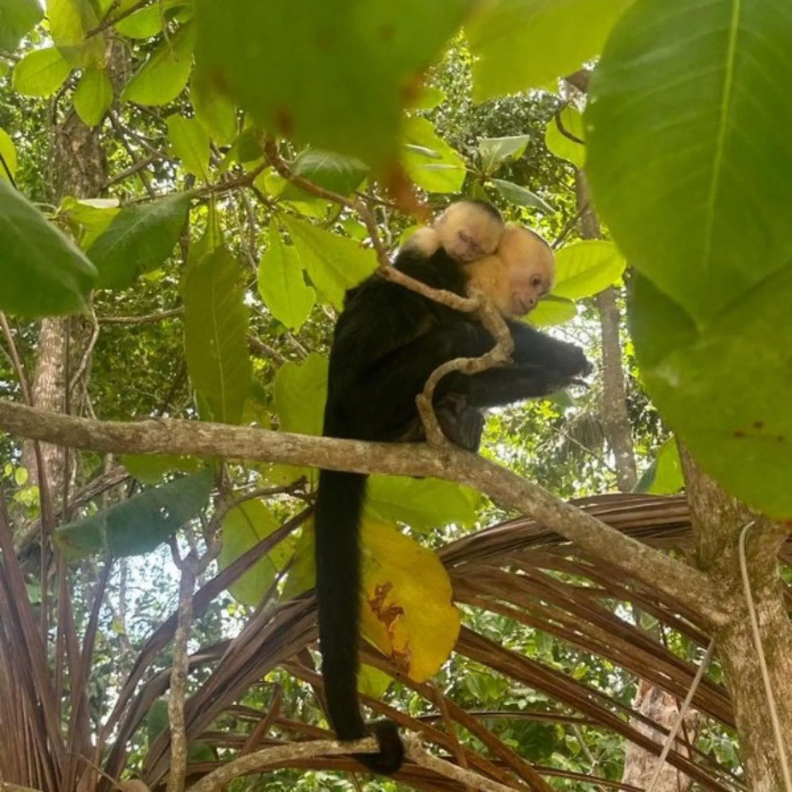 Natural landscape in Hotel Villabosque Eco Boutique