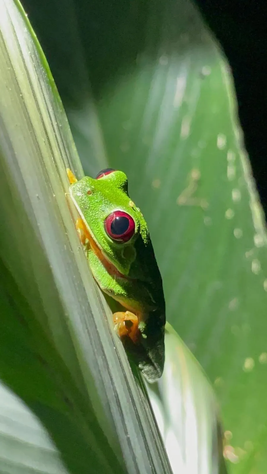Activities in Hotel Villabosque Eco Boutique