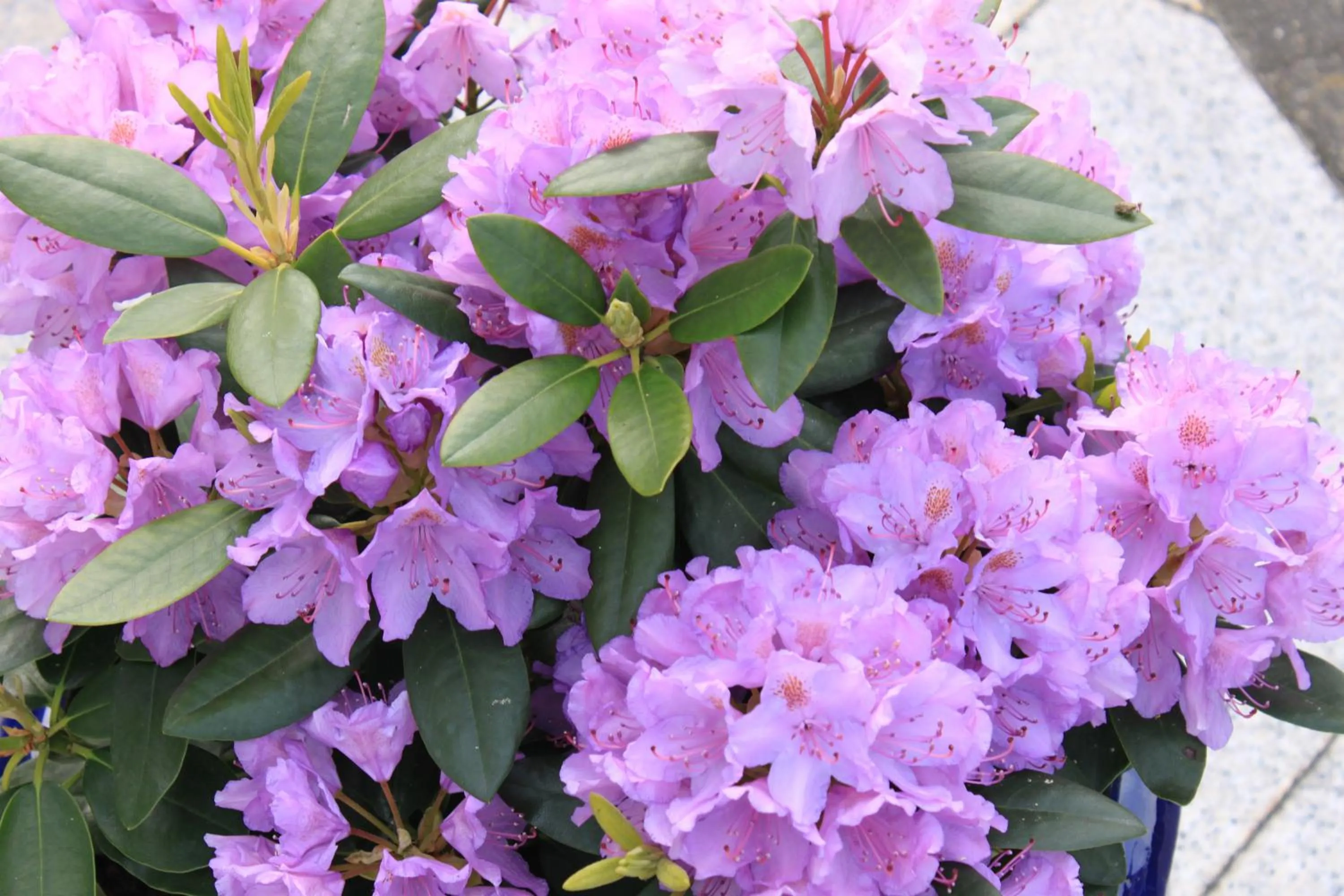 Facade/entrance in Hotel Garni Eden