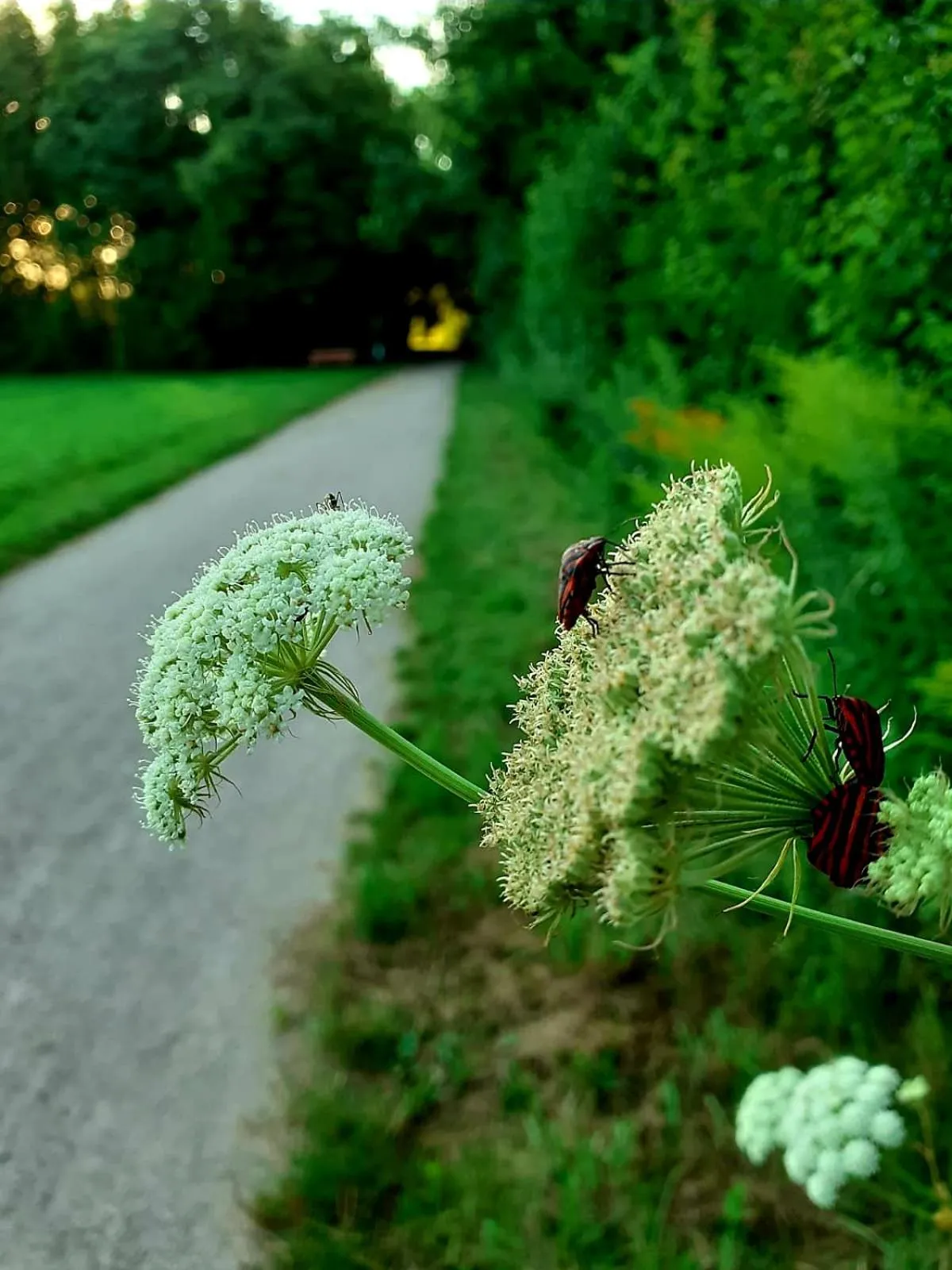 Hiking in Haidinger's Boutique Domizil