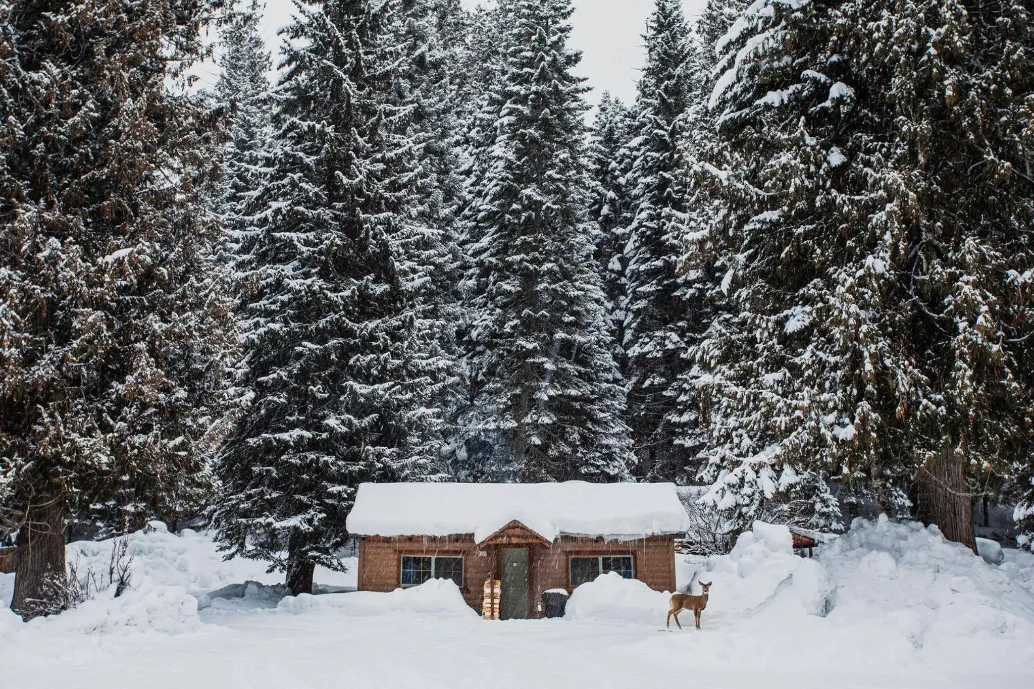 Quadruple Room in Lochsa Lodge Quadruple Room in Lochsa Lodge