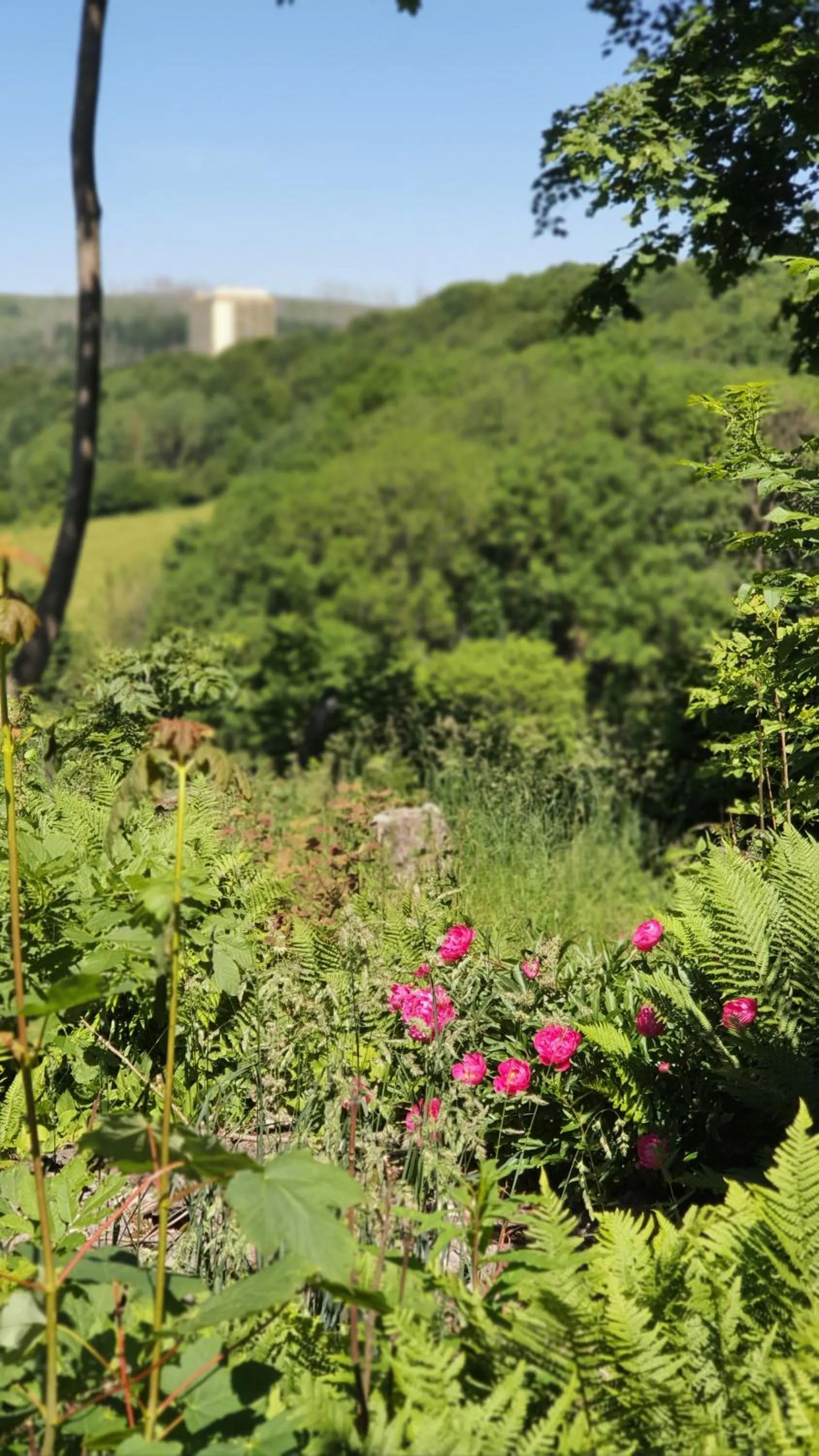 Natural landscape in Hotel Schneiderhof
