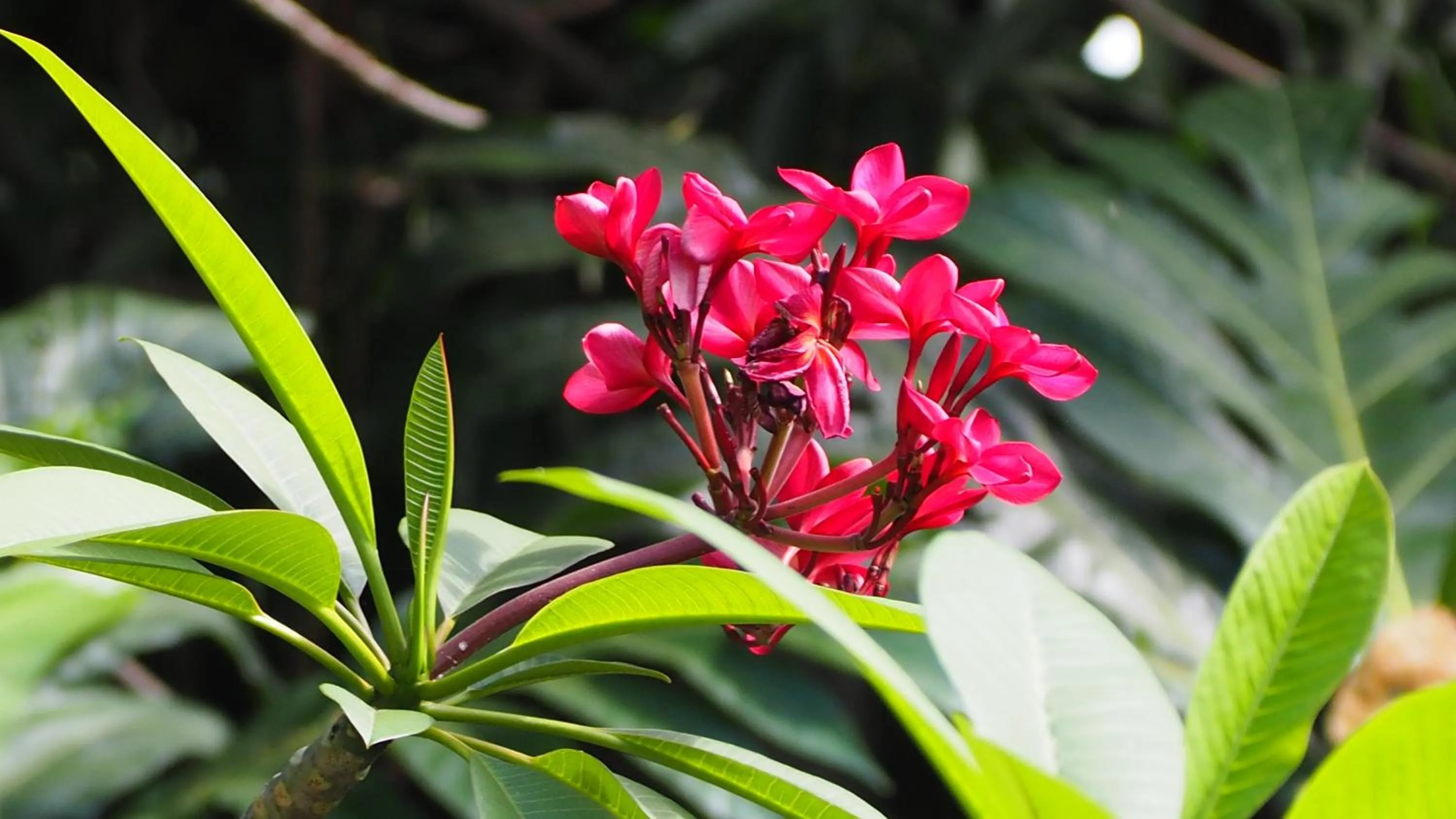 Spring in Bangalôs do Gameleiro