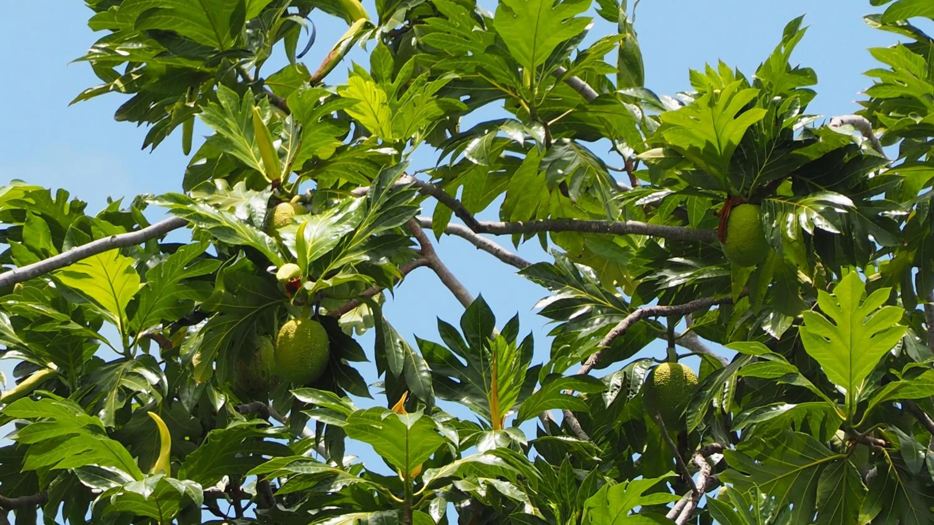 Garden in Bangalôs do Gameleiro