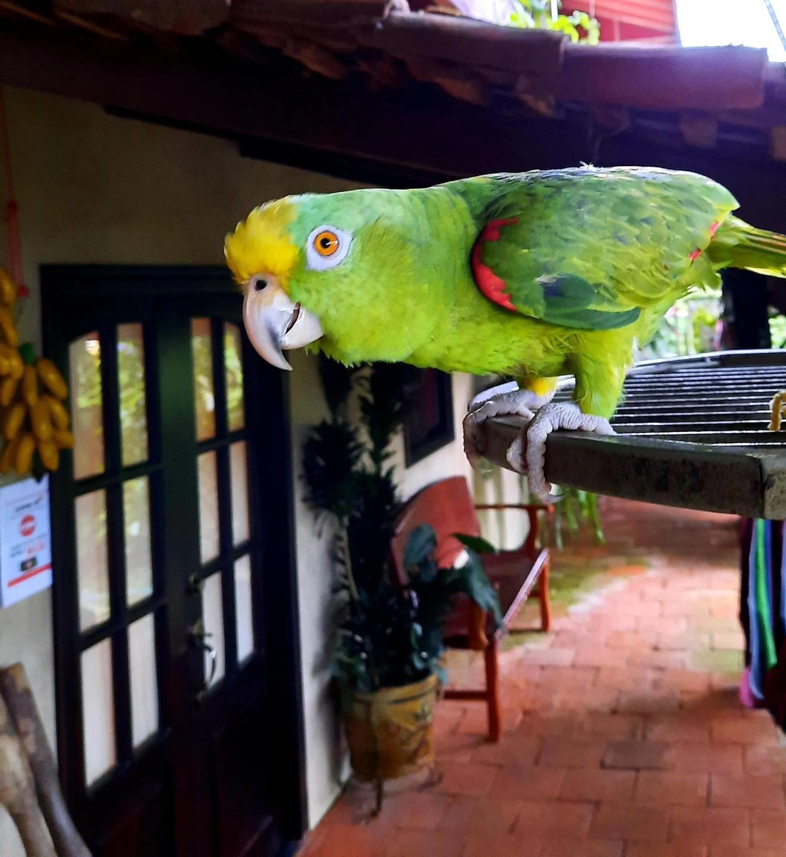 Animals in Cabañas San Miguel