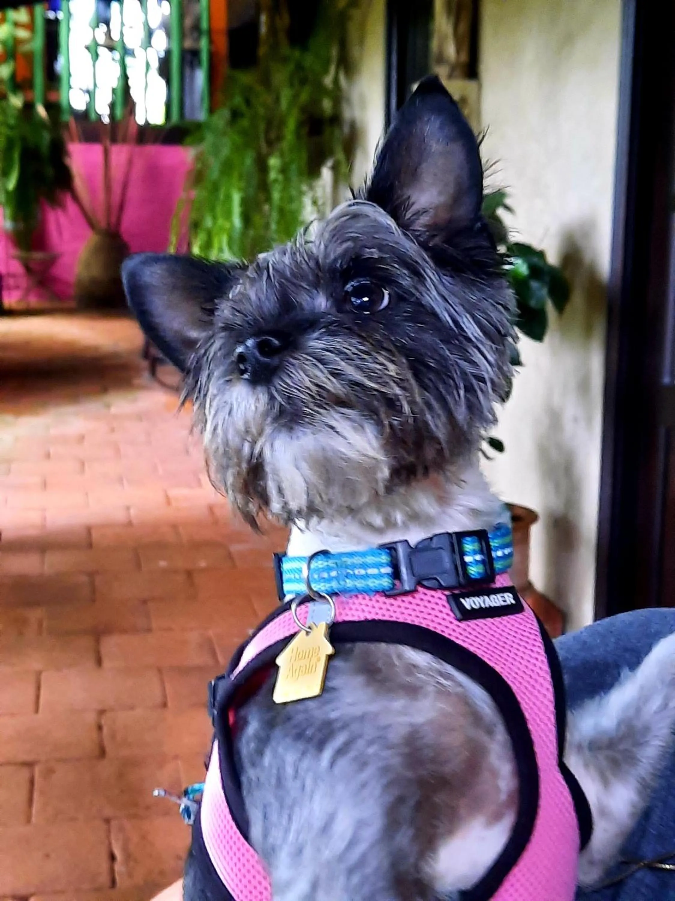 Pets in Cabañas San Miguel