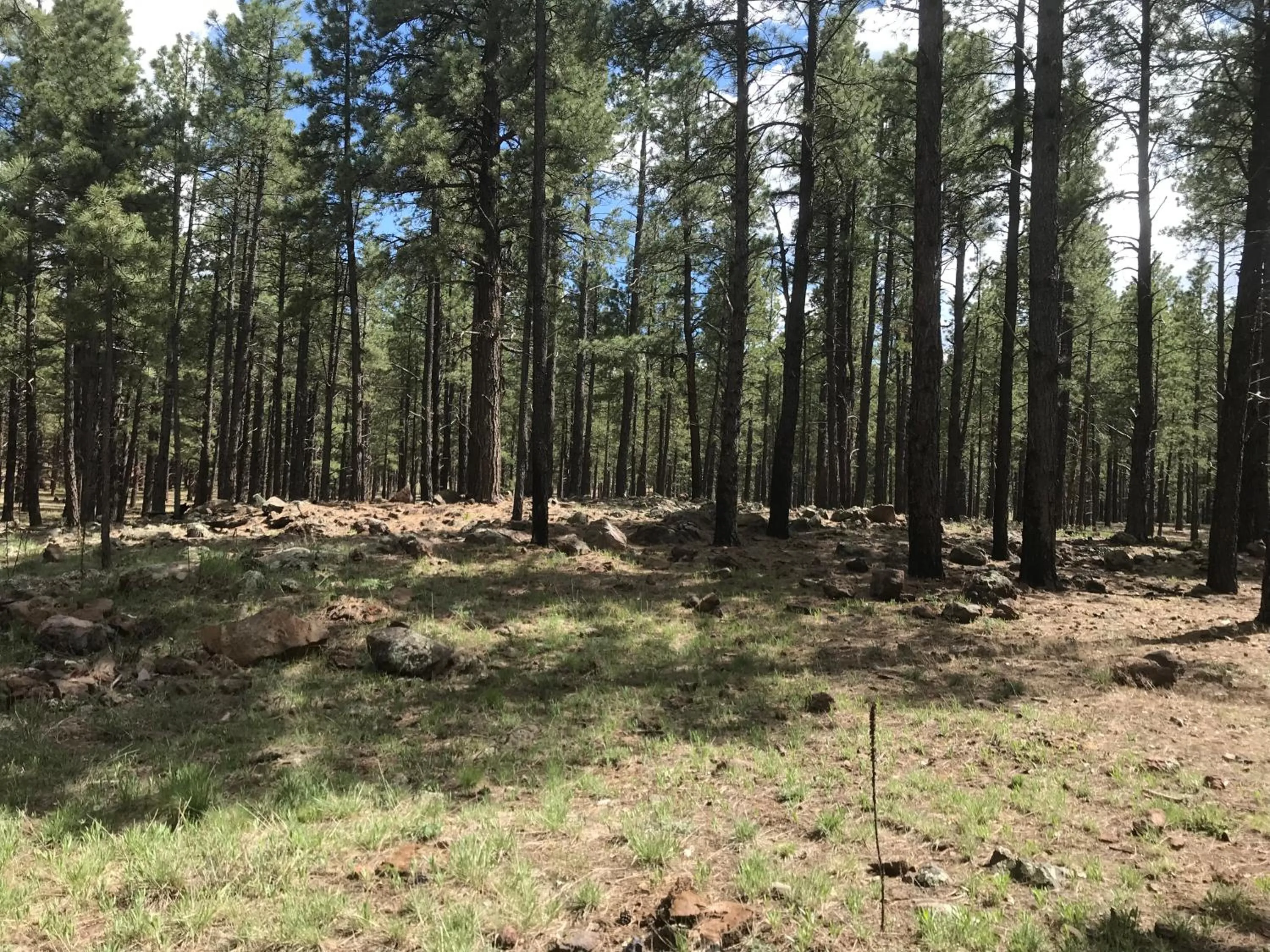Natural landscape in Grand Canyon Cottage at Historic Wrigley Ranch with Horseback Riding & Hiking