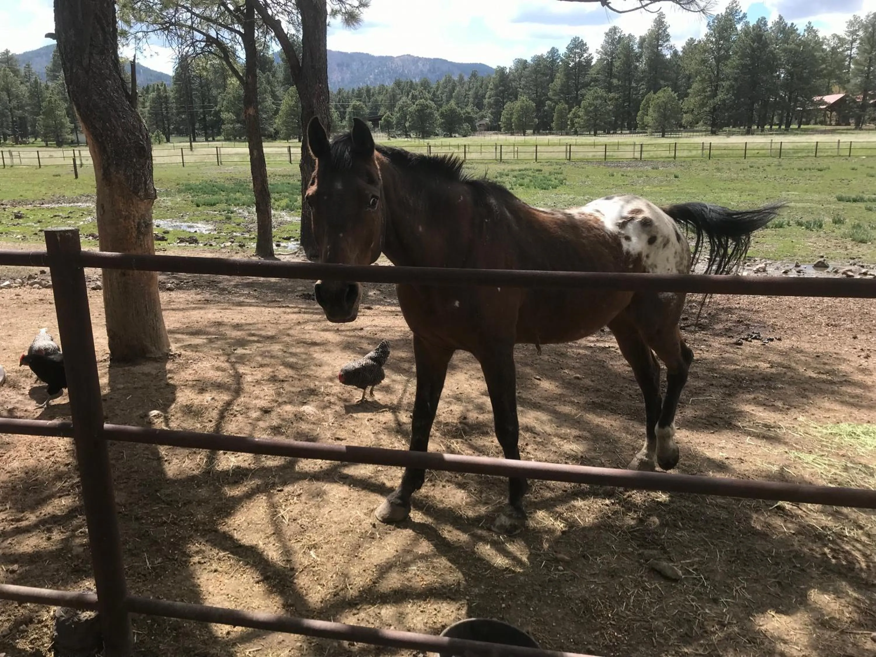 Animals in Grand Canyon Cottage at Historic Wrigley Ranch with Horseback Riding & Hiking