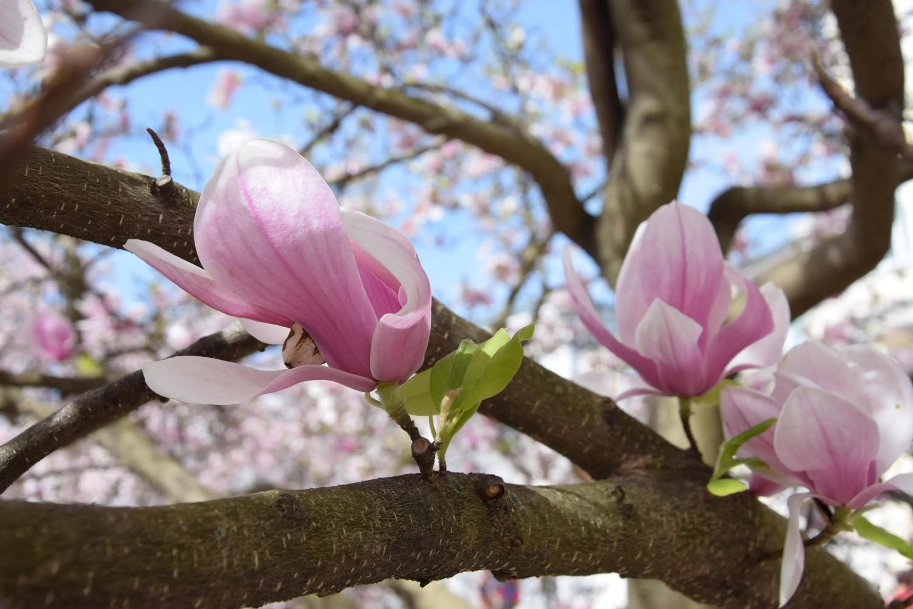 Atel Hotel Lasserhof