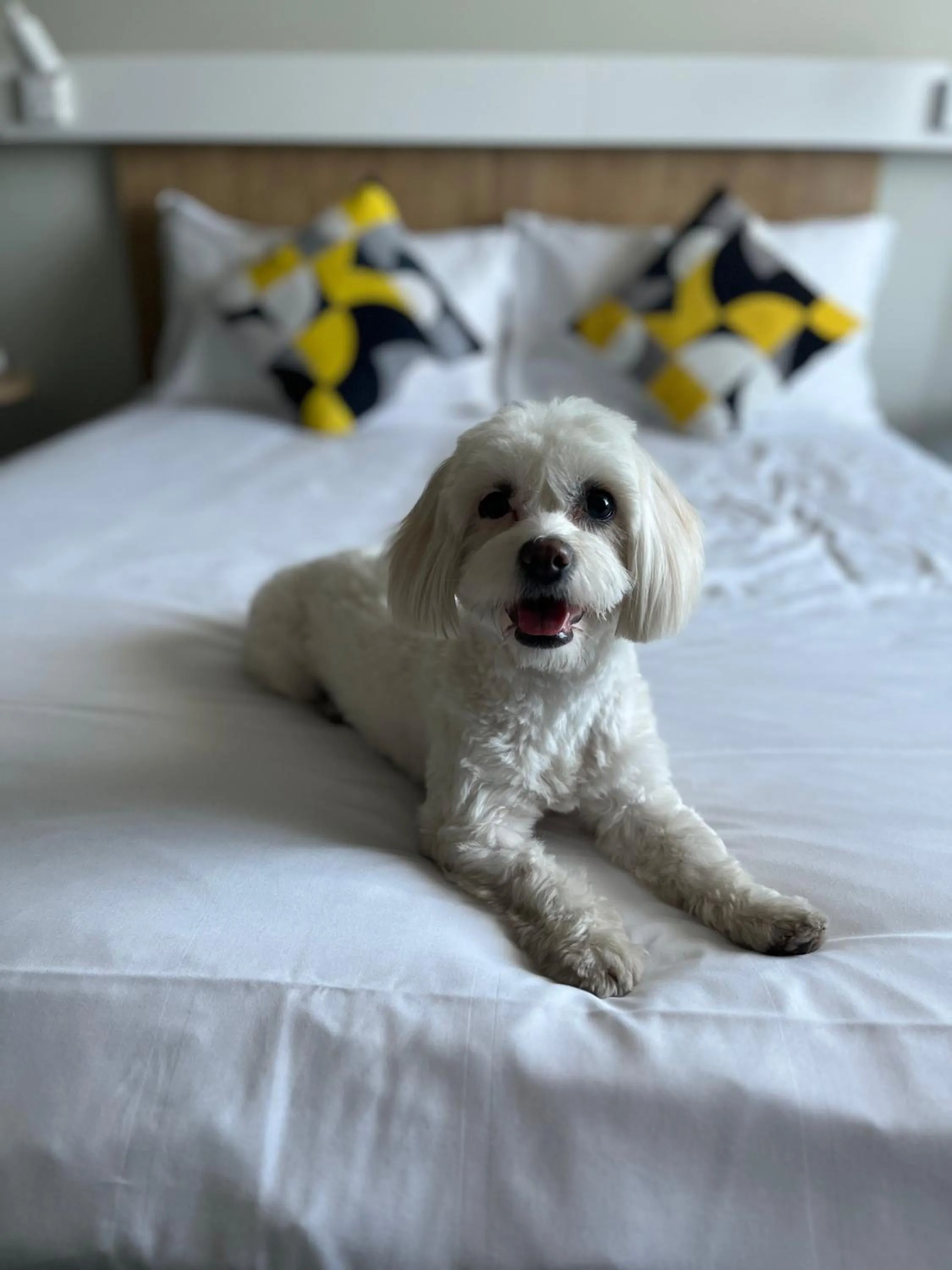 pet friendly, Bed in ibis Bucharest Politehnica