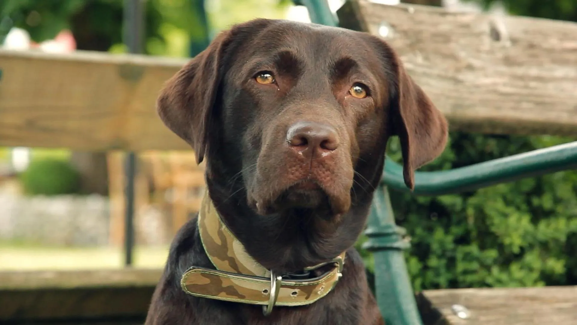 Pets in Hotel Kaiserhof