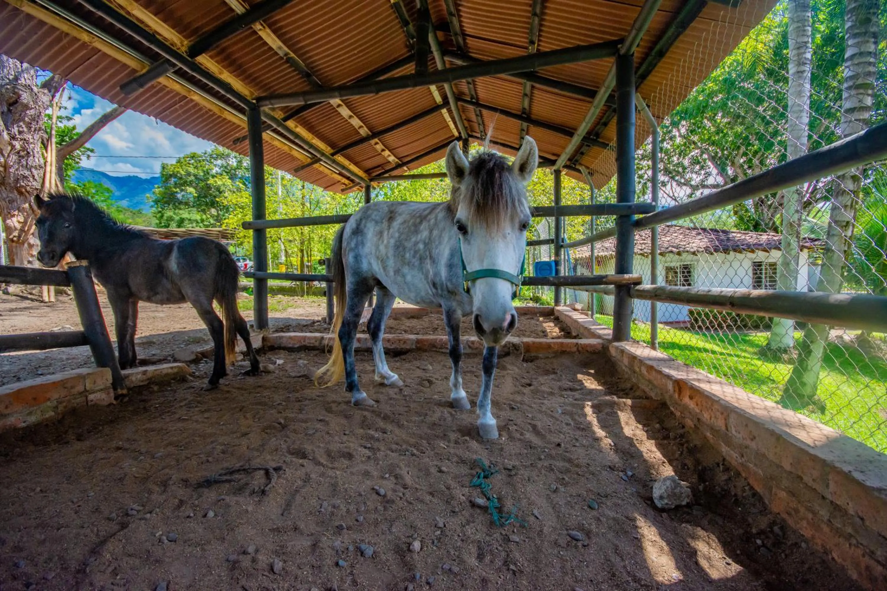 Animals in Hotel Posada San Sebastian