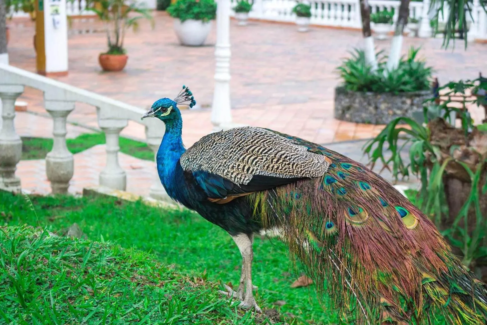 Animals in Hotel Posada San Sebastian