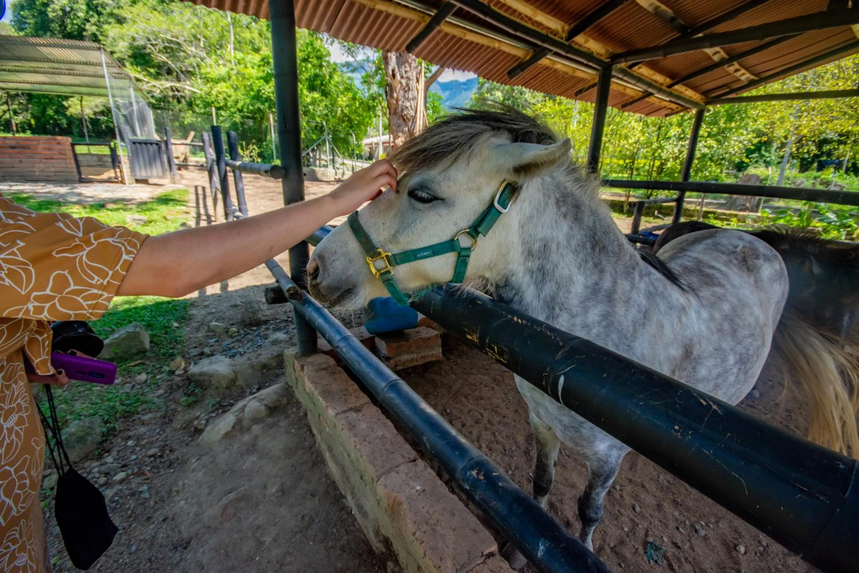 Animals in Hotel Posada San Sebastian