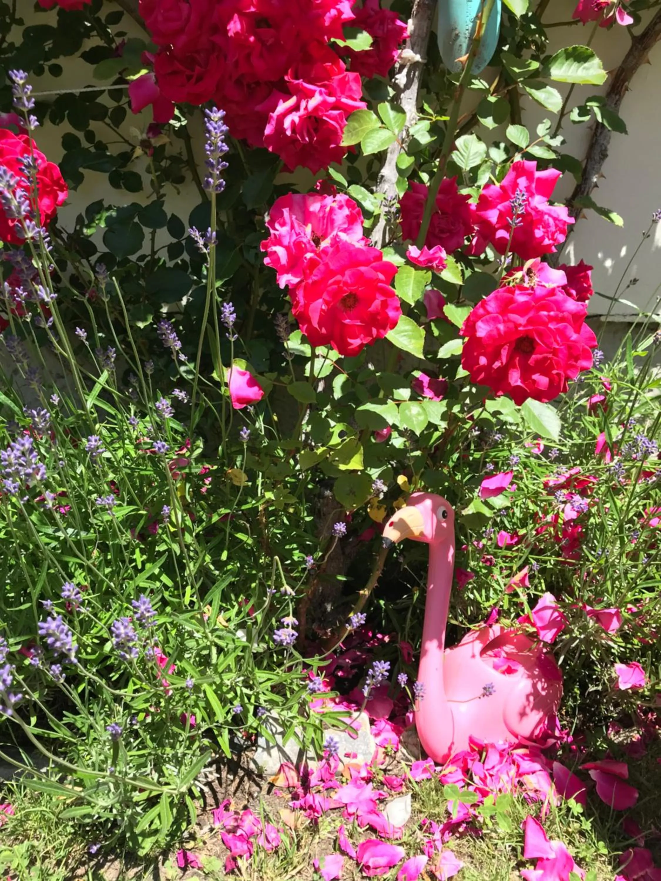 Villa Excelsior Hotel & Kurhaus