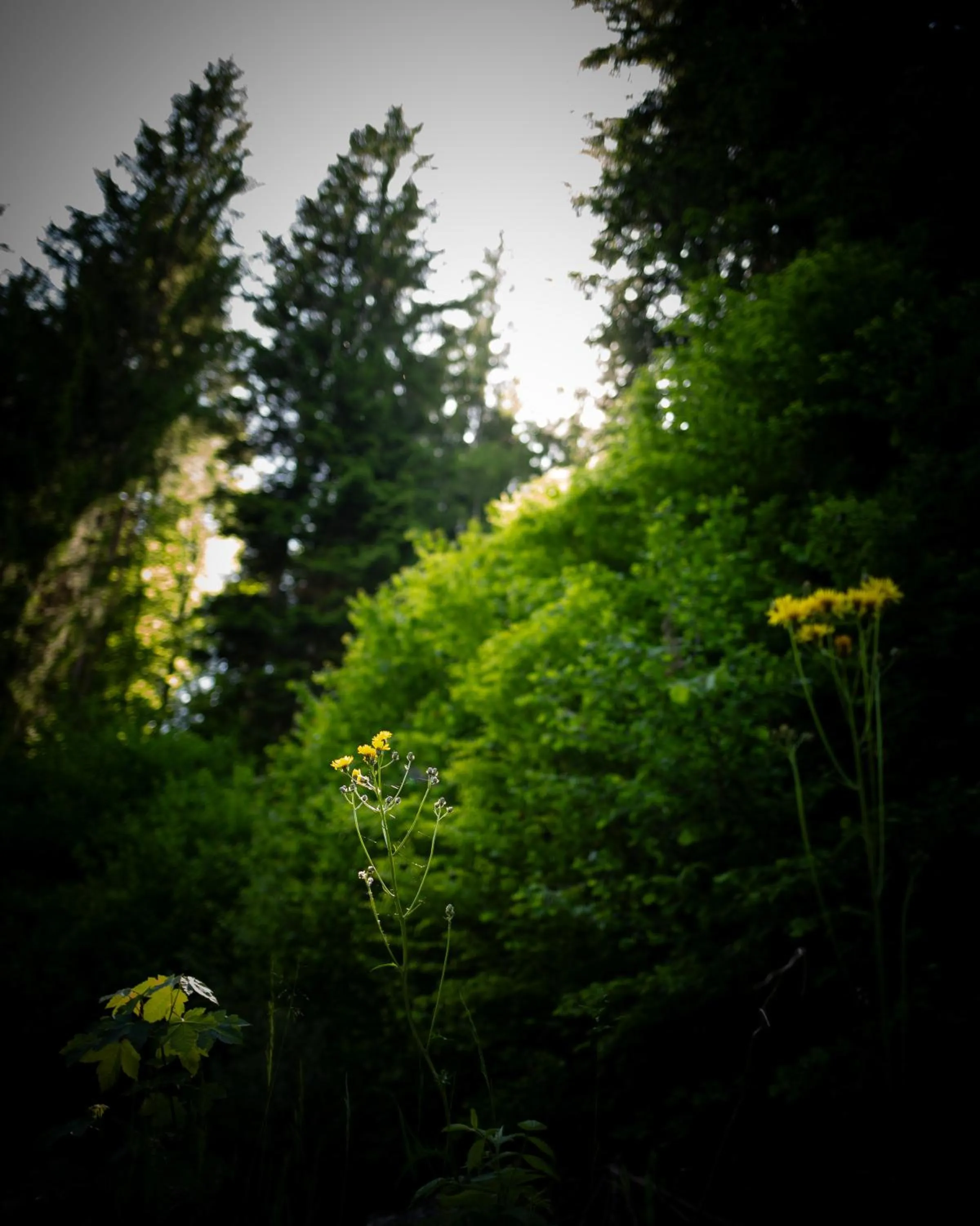 Natural landscape in Hotel Elisabeth, 4 Sterne Superior