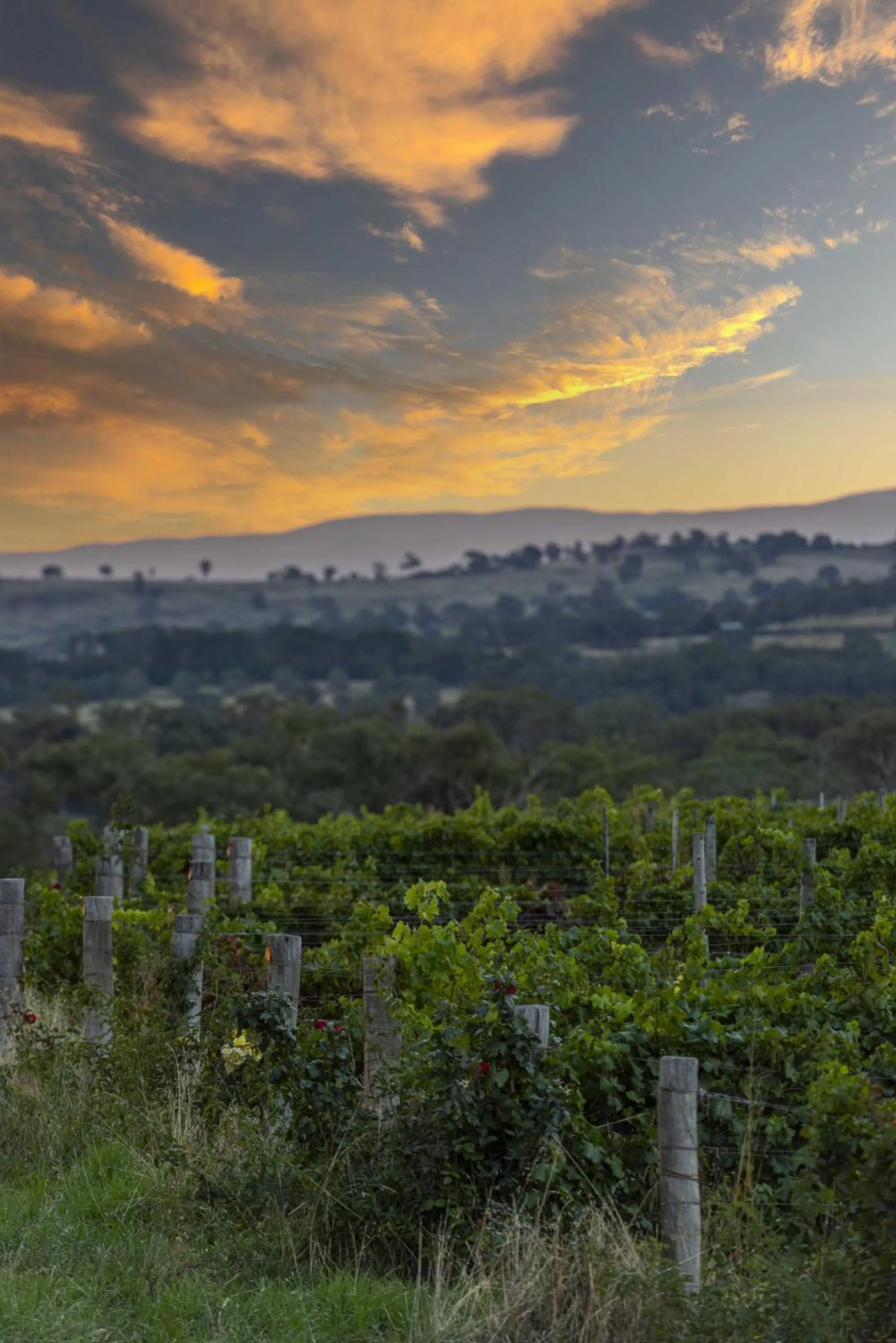 Garden in The Zin Loft