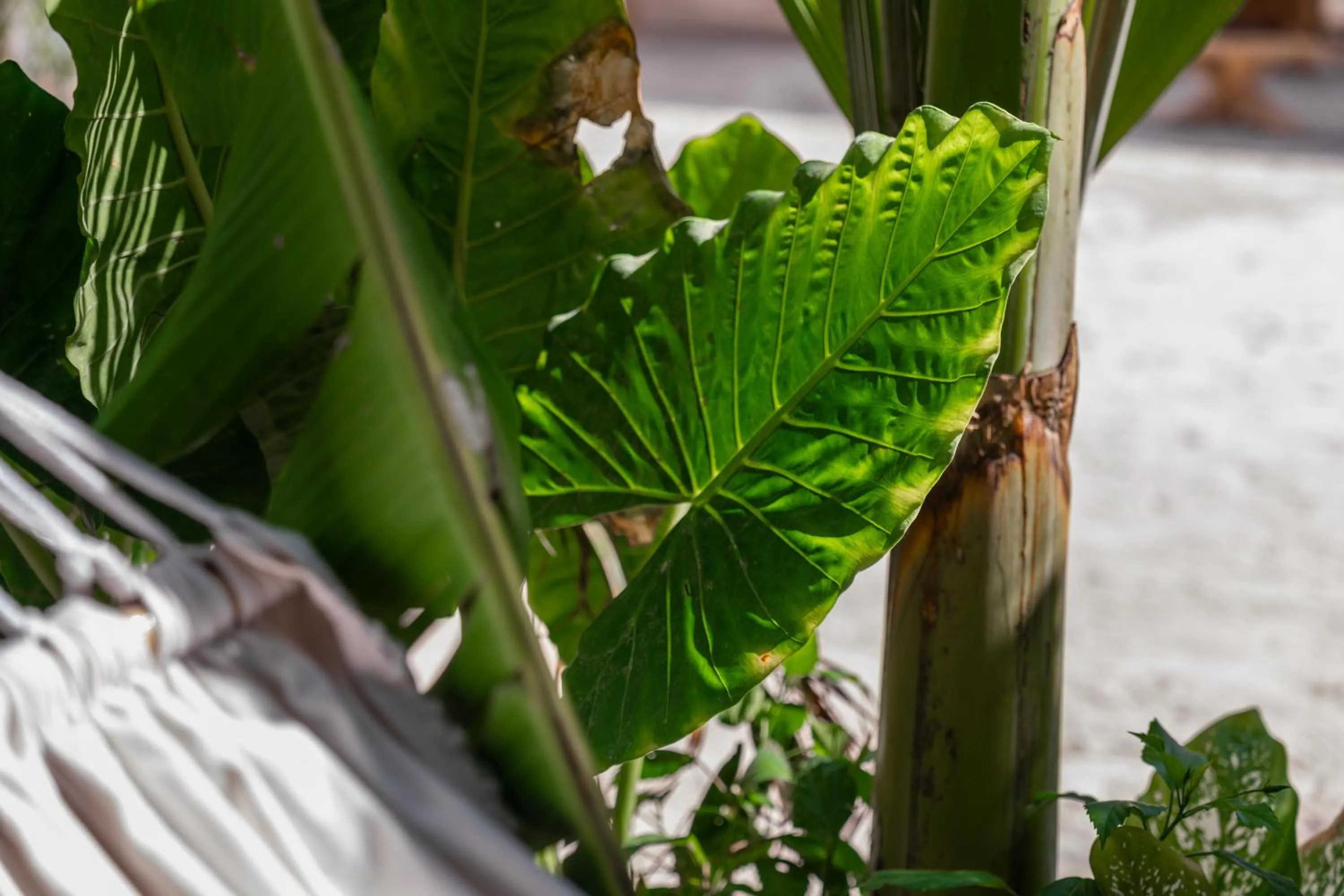 Maisha Matamu Boutique