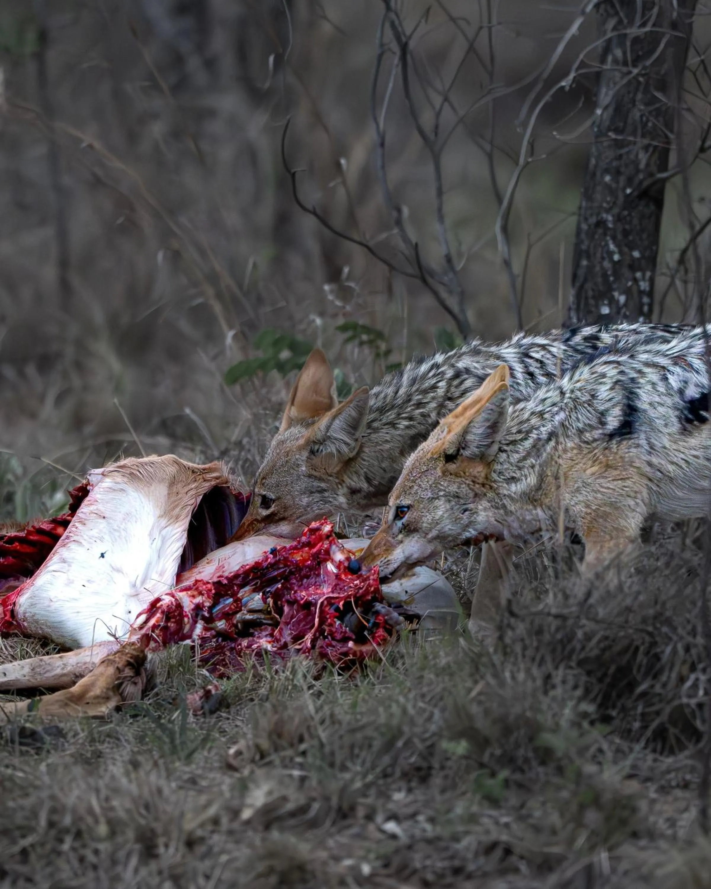Animals in Sediba Luxury Safari Lodge