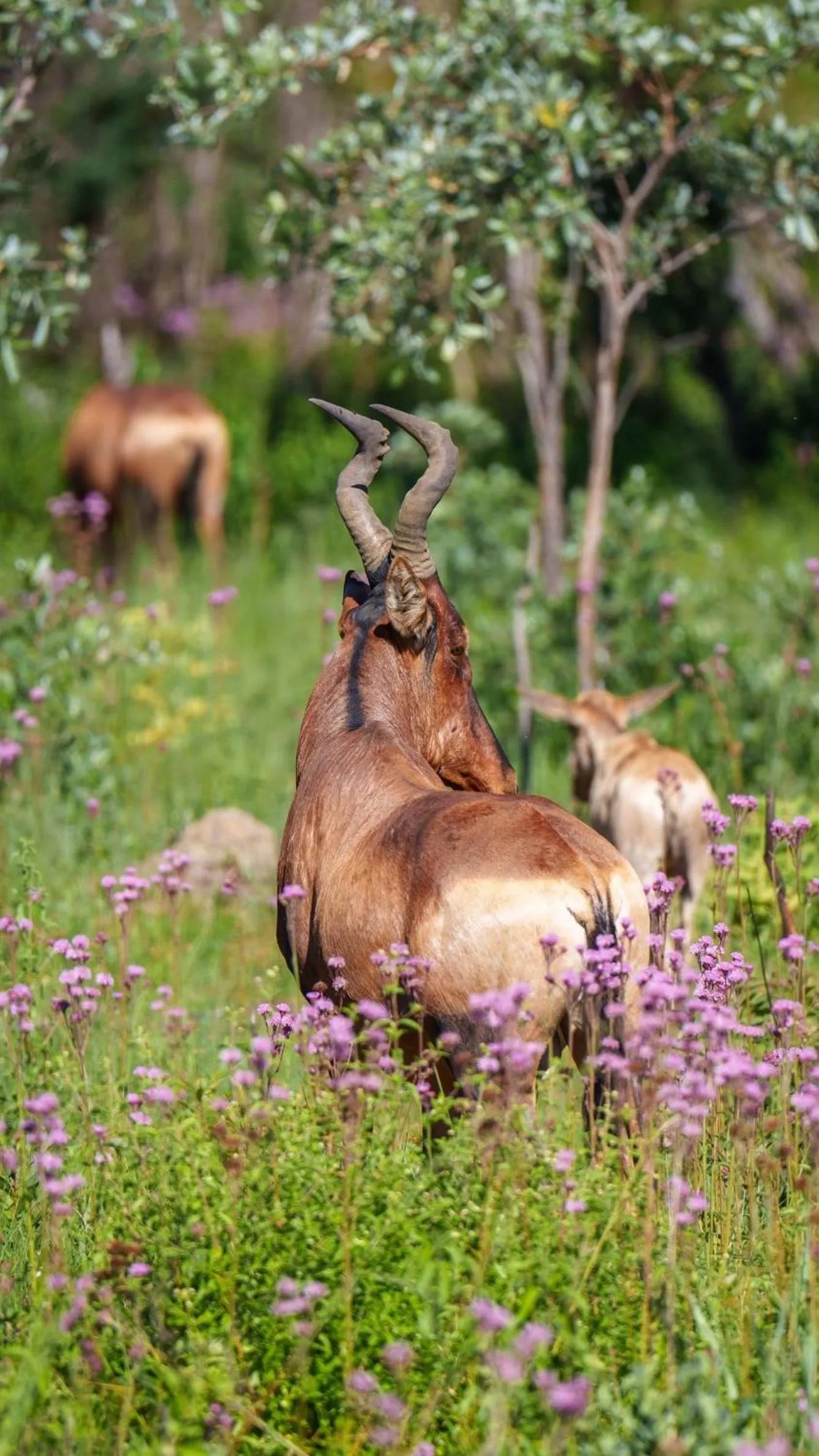 Natural landscape in Sediba Luxury Safari Lodge