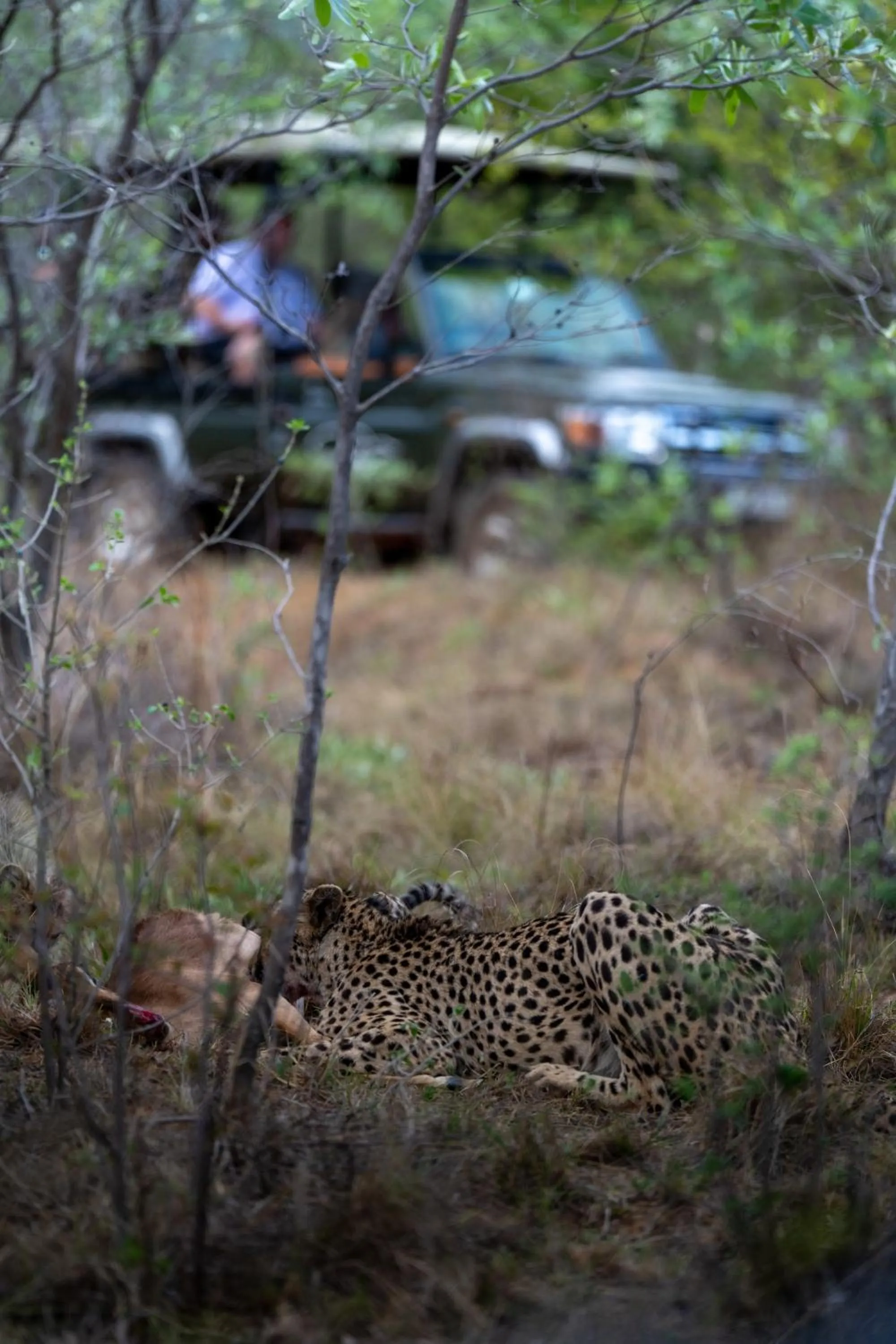 Animals in Sediba Luxury Safari Lodge