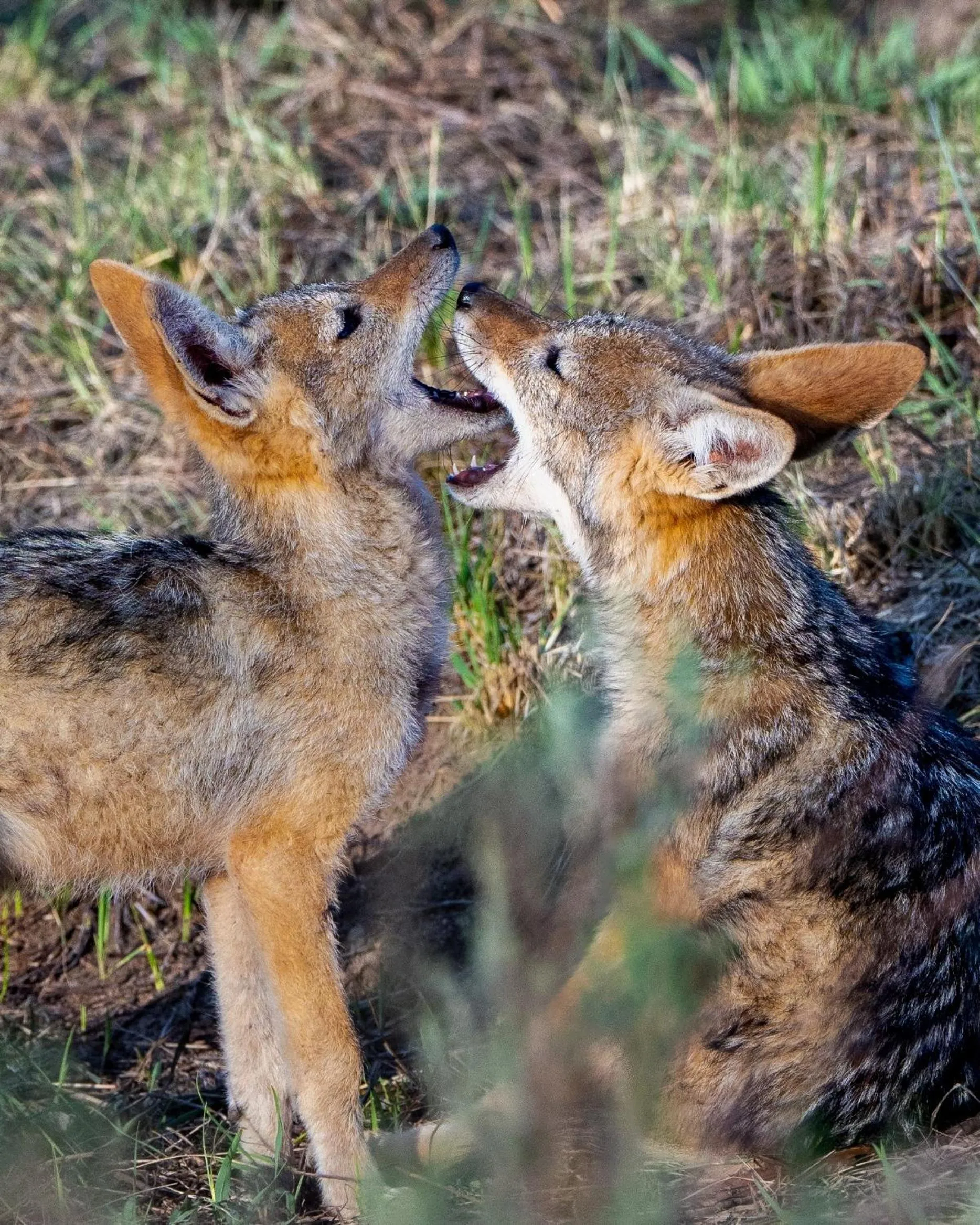 Animals in Sediba Luxury Safari Lodge