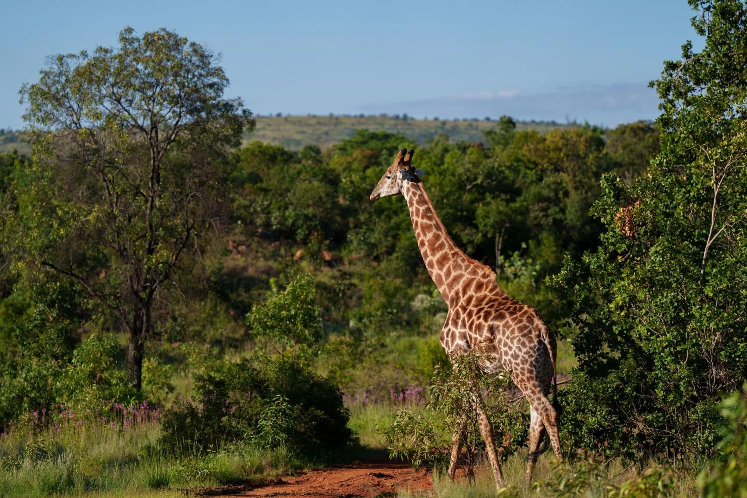 Natural landscape in Sediba Luxury Safari Lodge