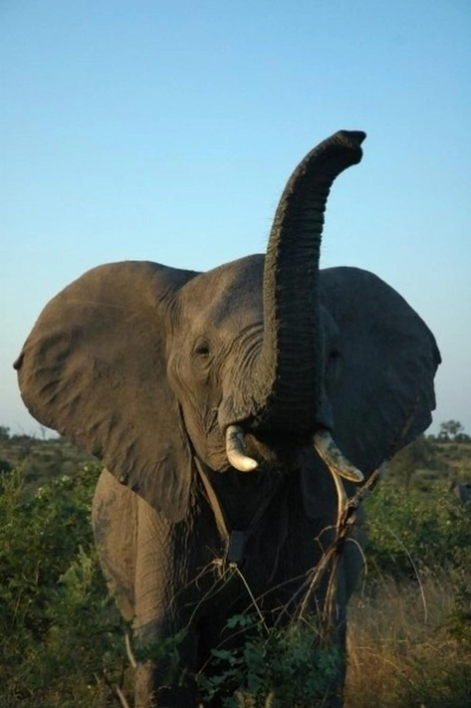 Day in Ngama Tented Safari Lodge