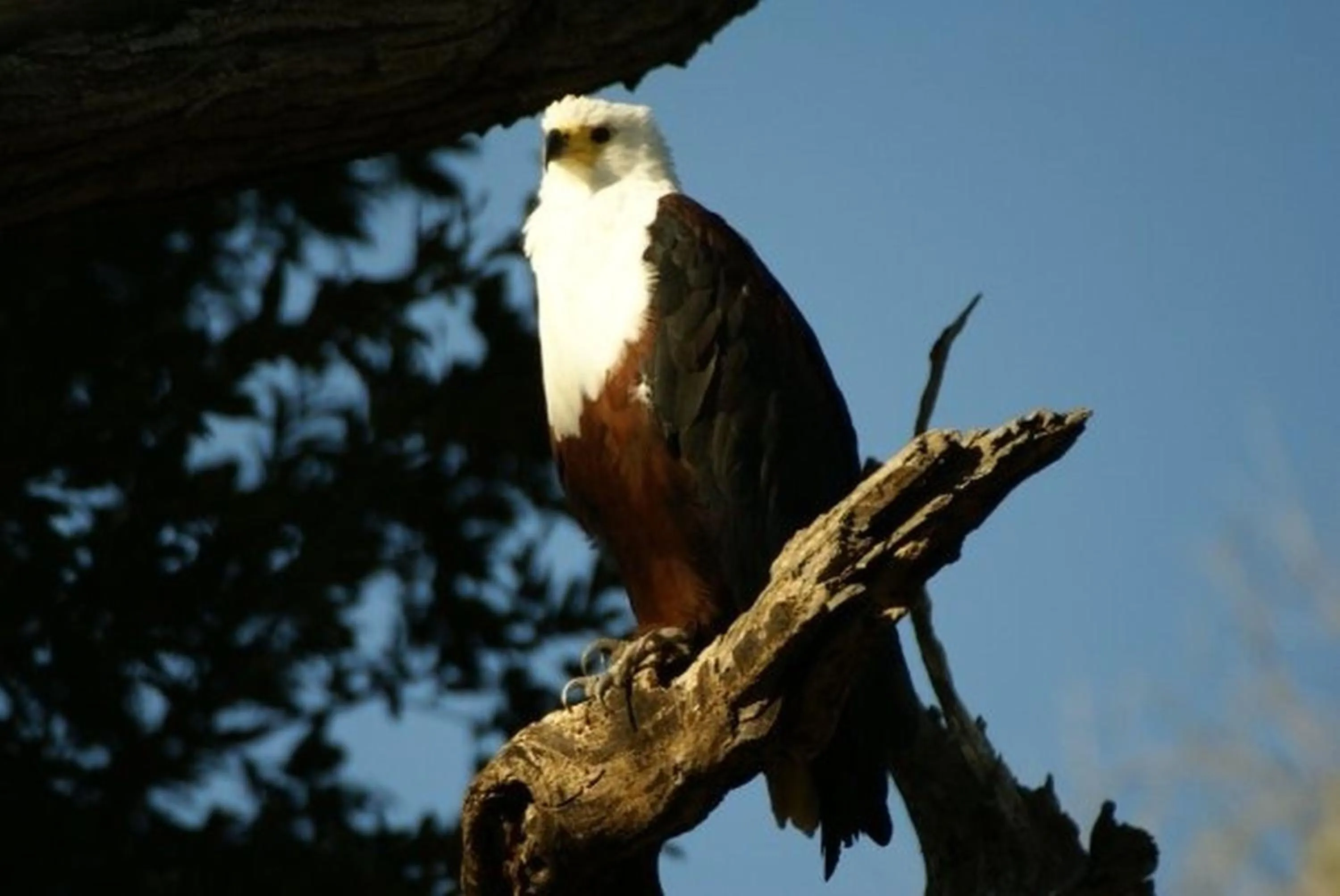 Day in Ngama Tented Safari Lodge
