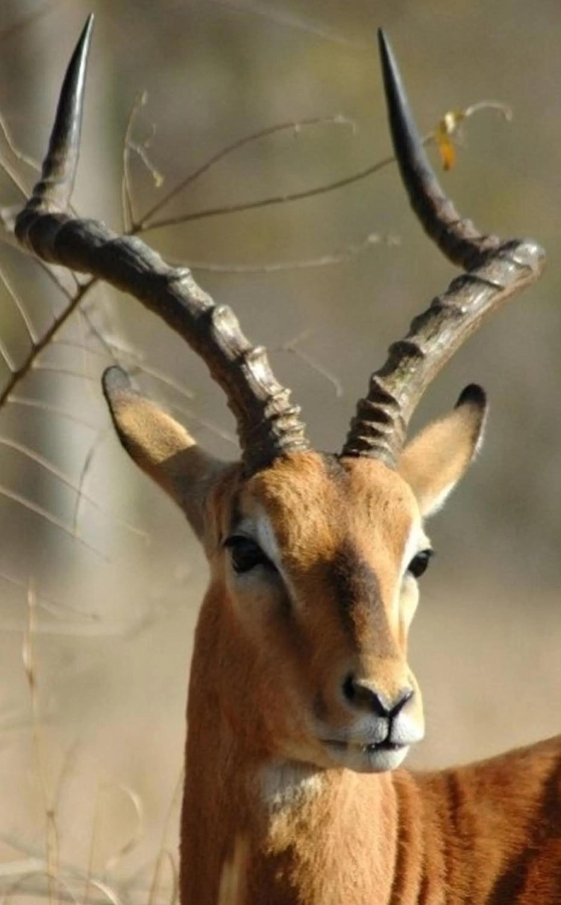Day in Ngama Tented Safari Lodge