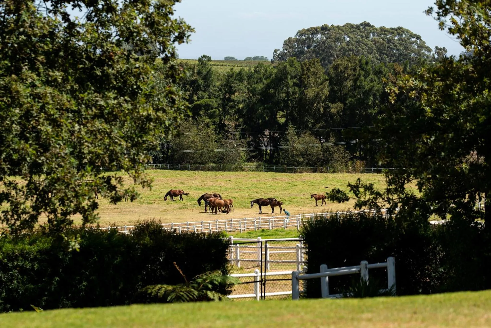 Garden in Avontuur Manor House and Wine Estate