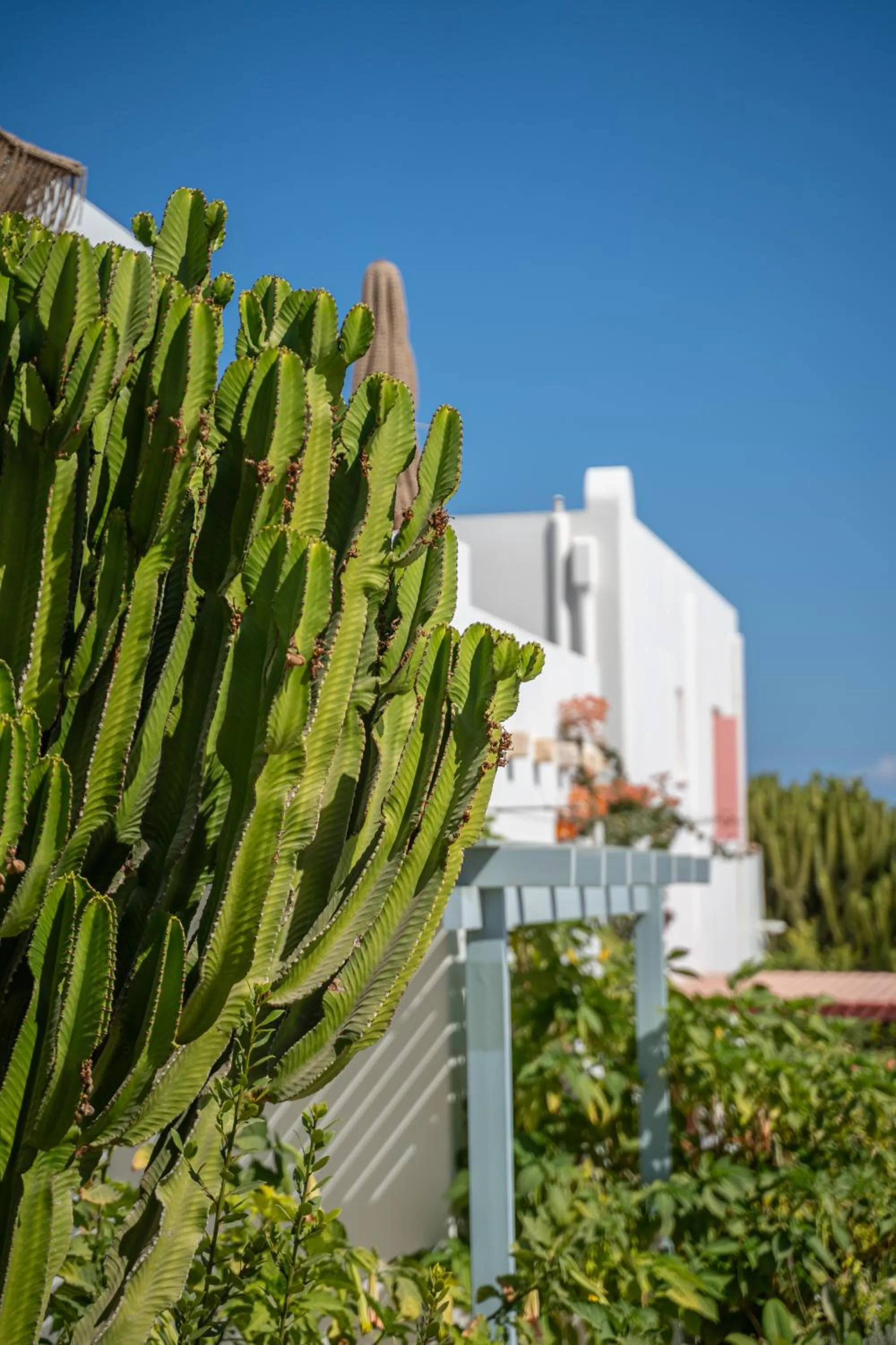 Garden in Aeolos Hotel