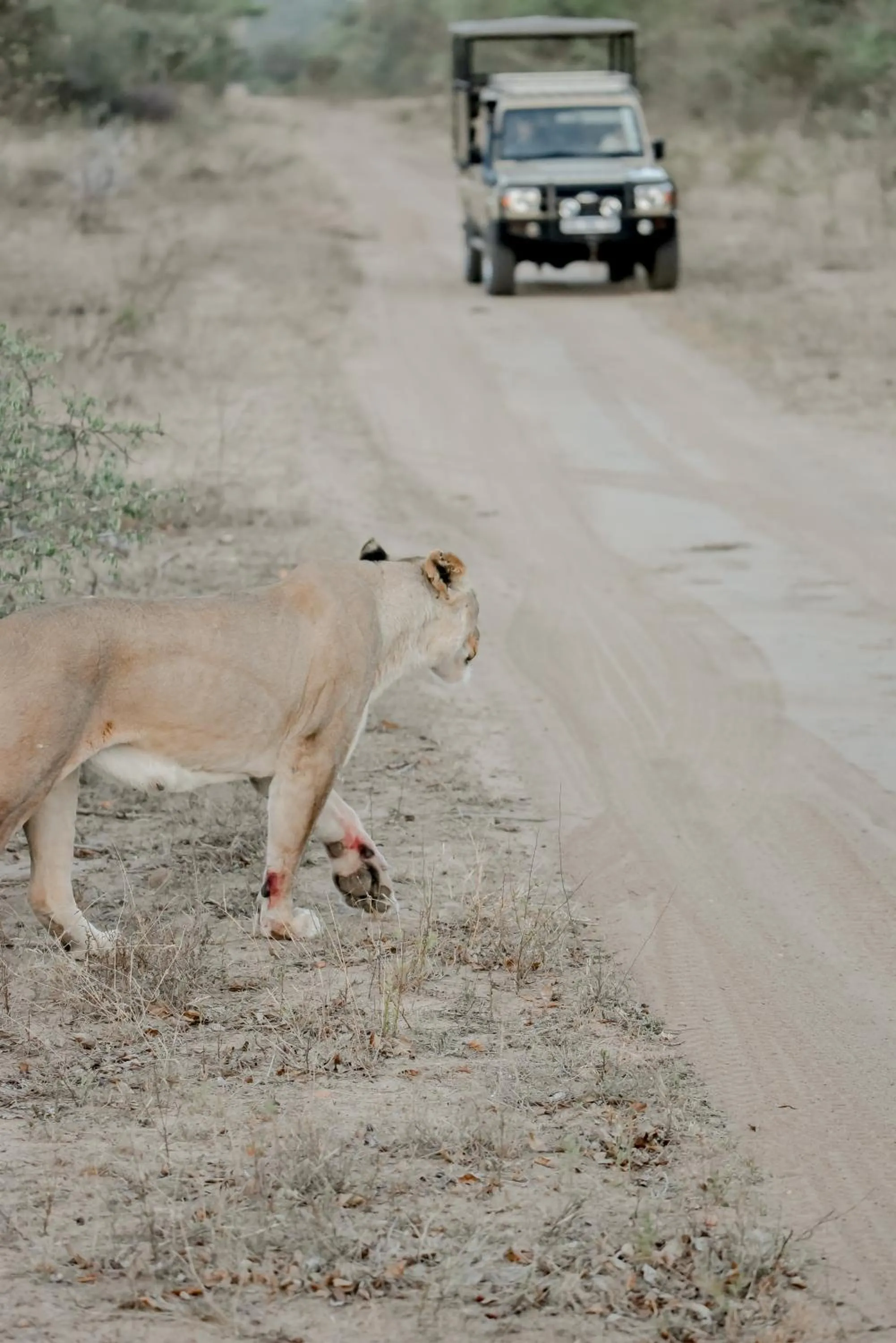 Animals in Moditlo River Lodge