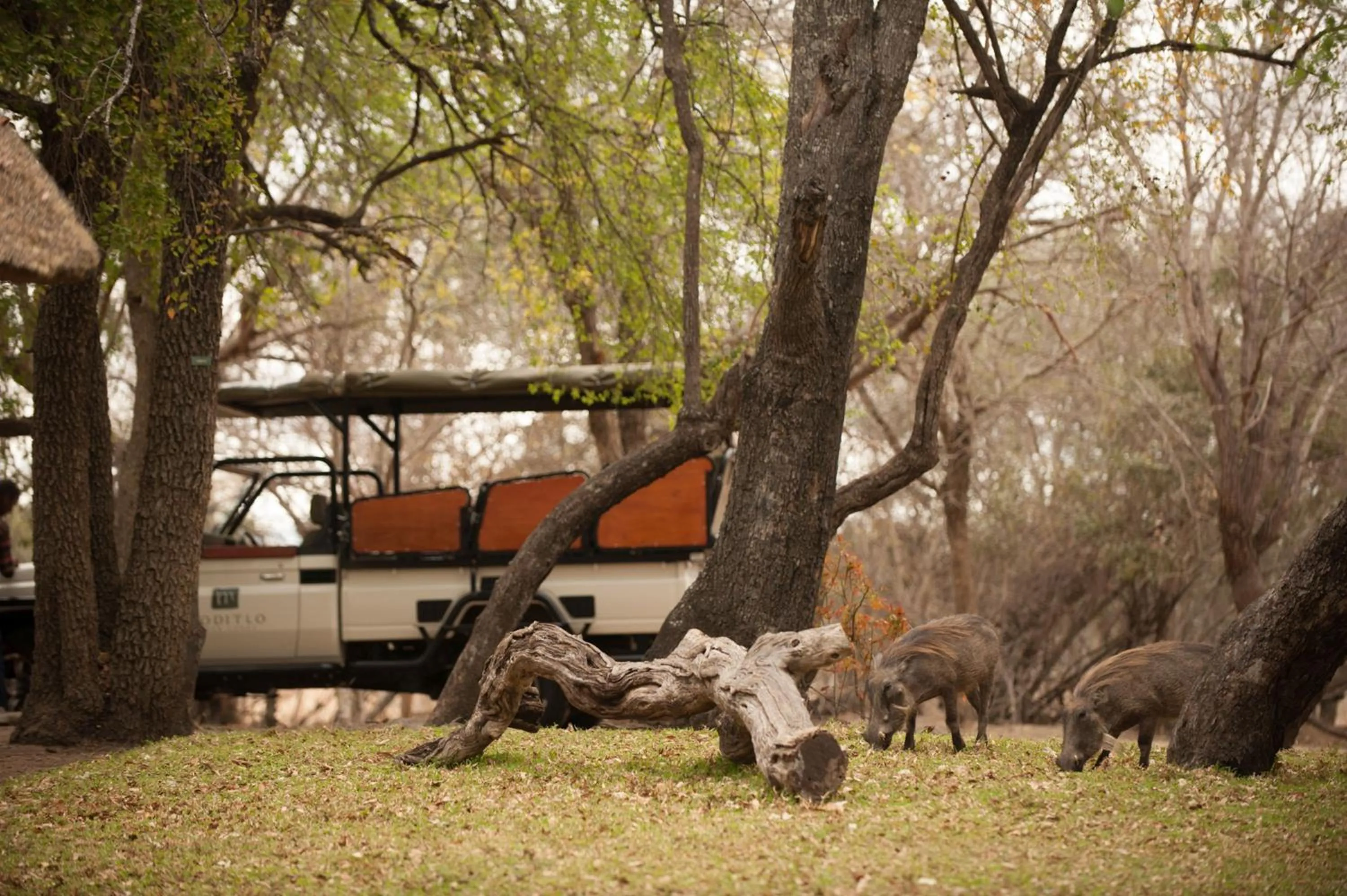 Garden in Moditlo River Lodge