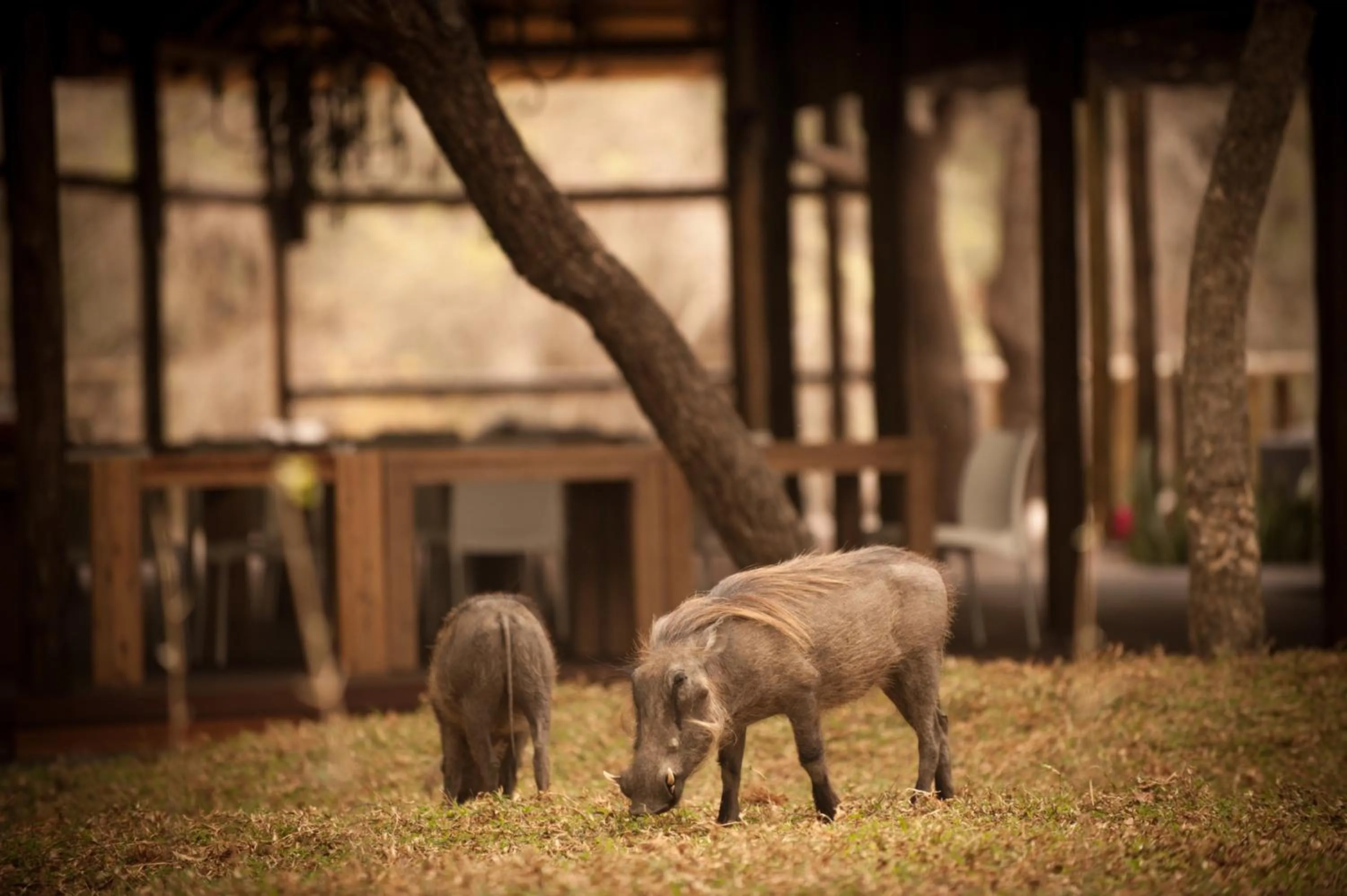 Garden in Moditlo River Lodge