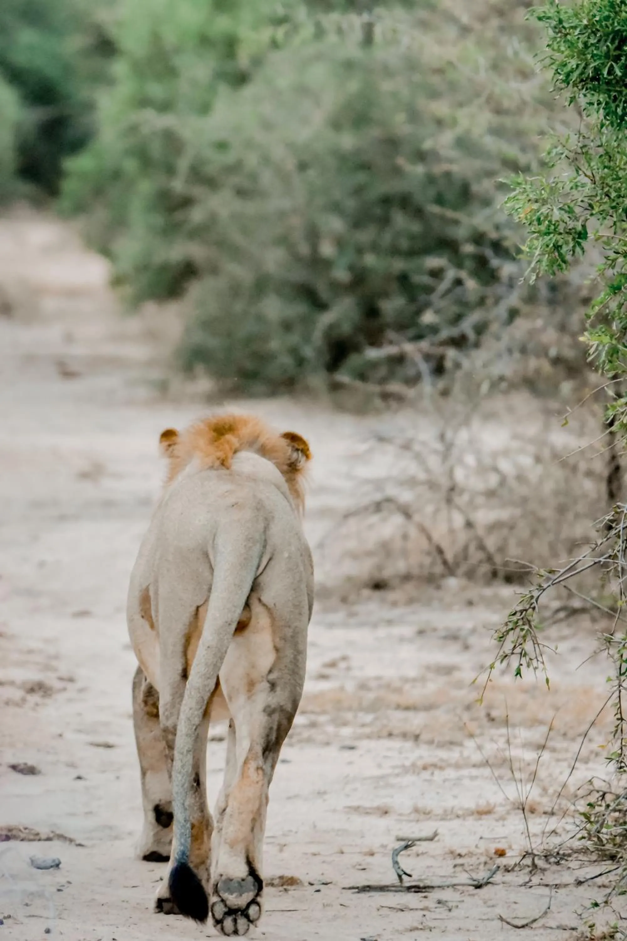 Natural landscape in Moditlo River Lodge