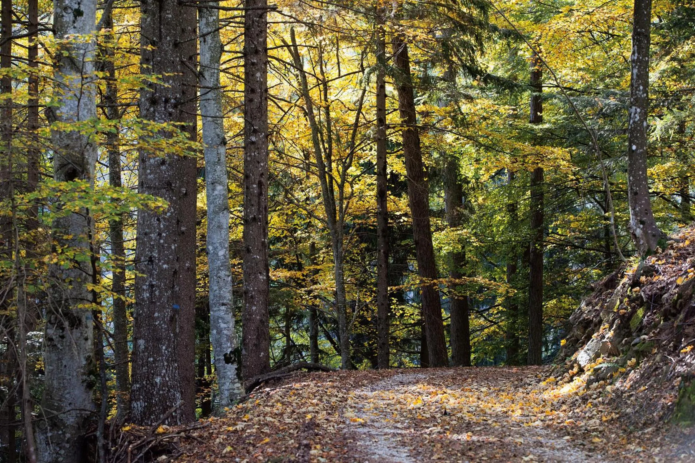 Autumn in Hotel Chalet Giasenei