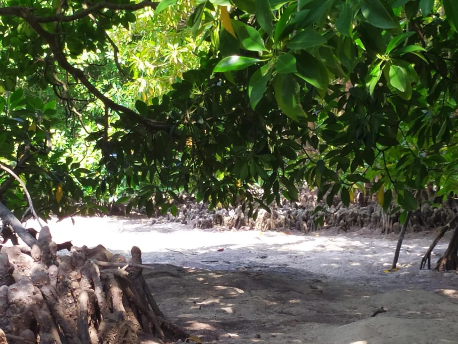 Natural landscape in Courtyard Guesthouse
