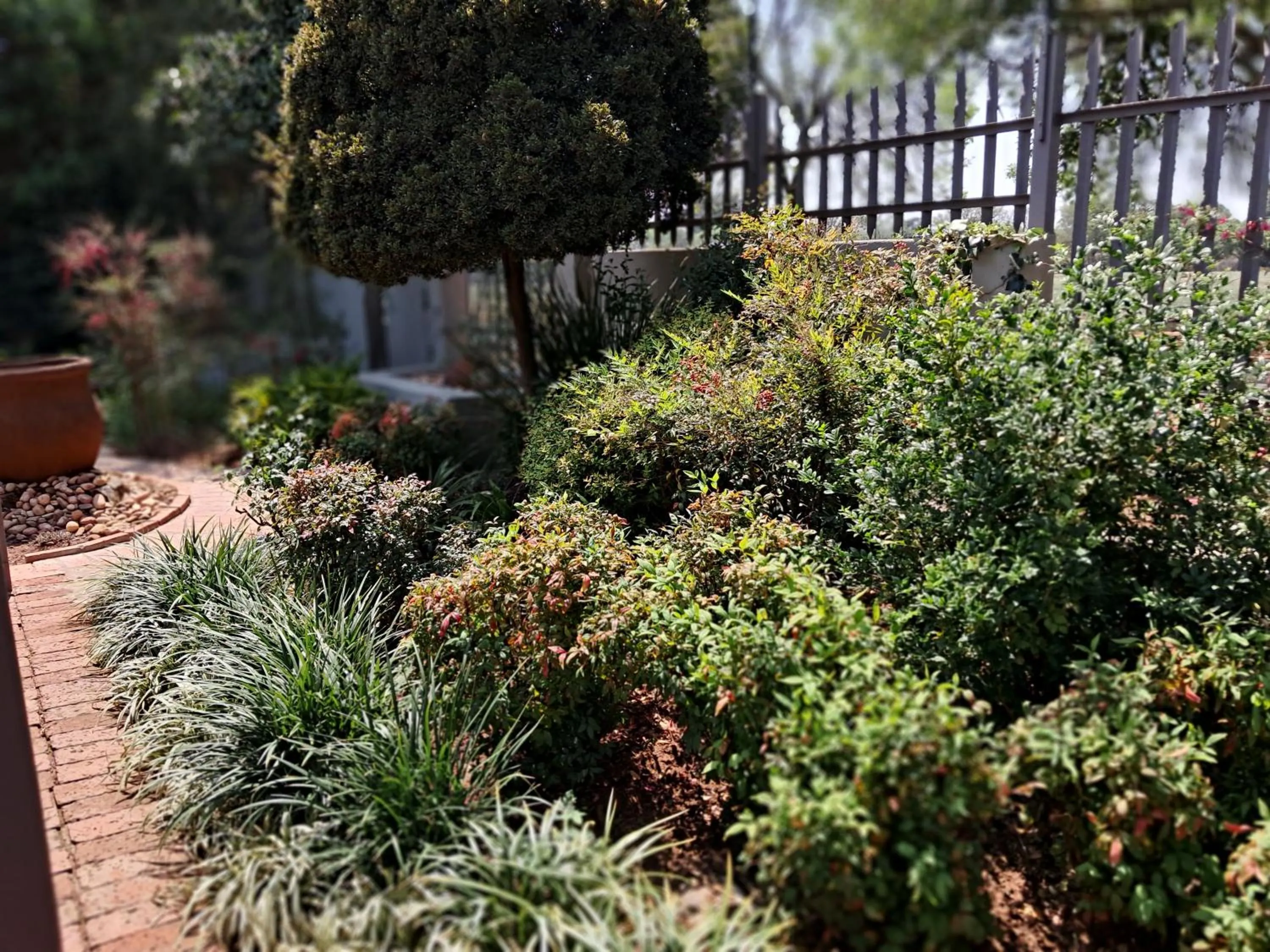Garden in Jasmine Guest Cottage