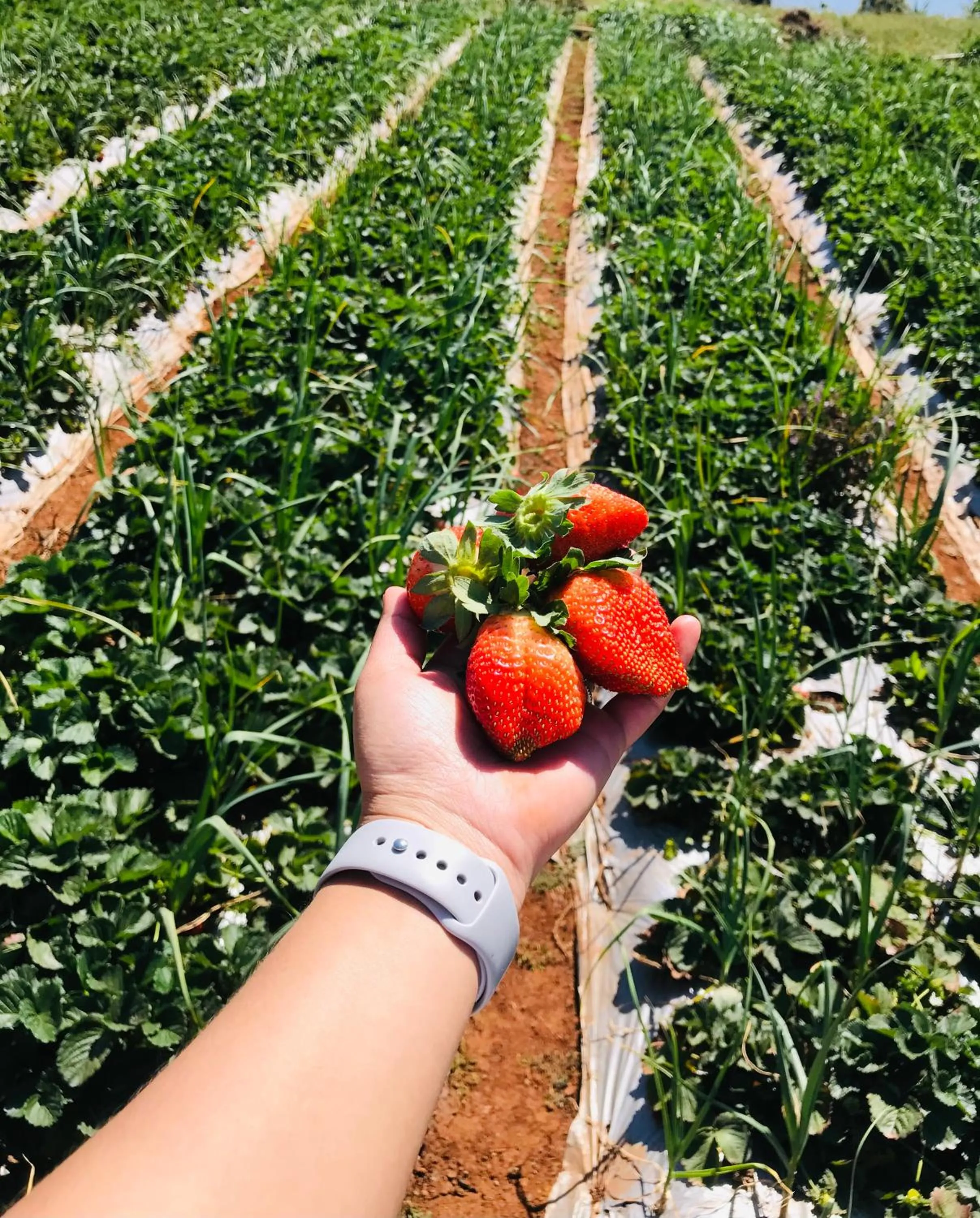 Garden in Heavens Edge Resort