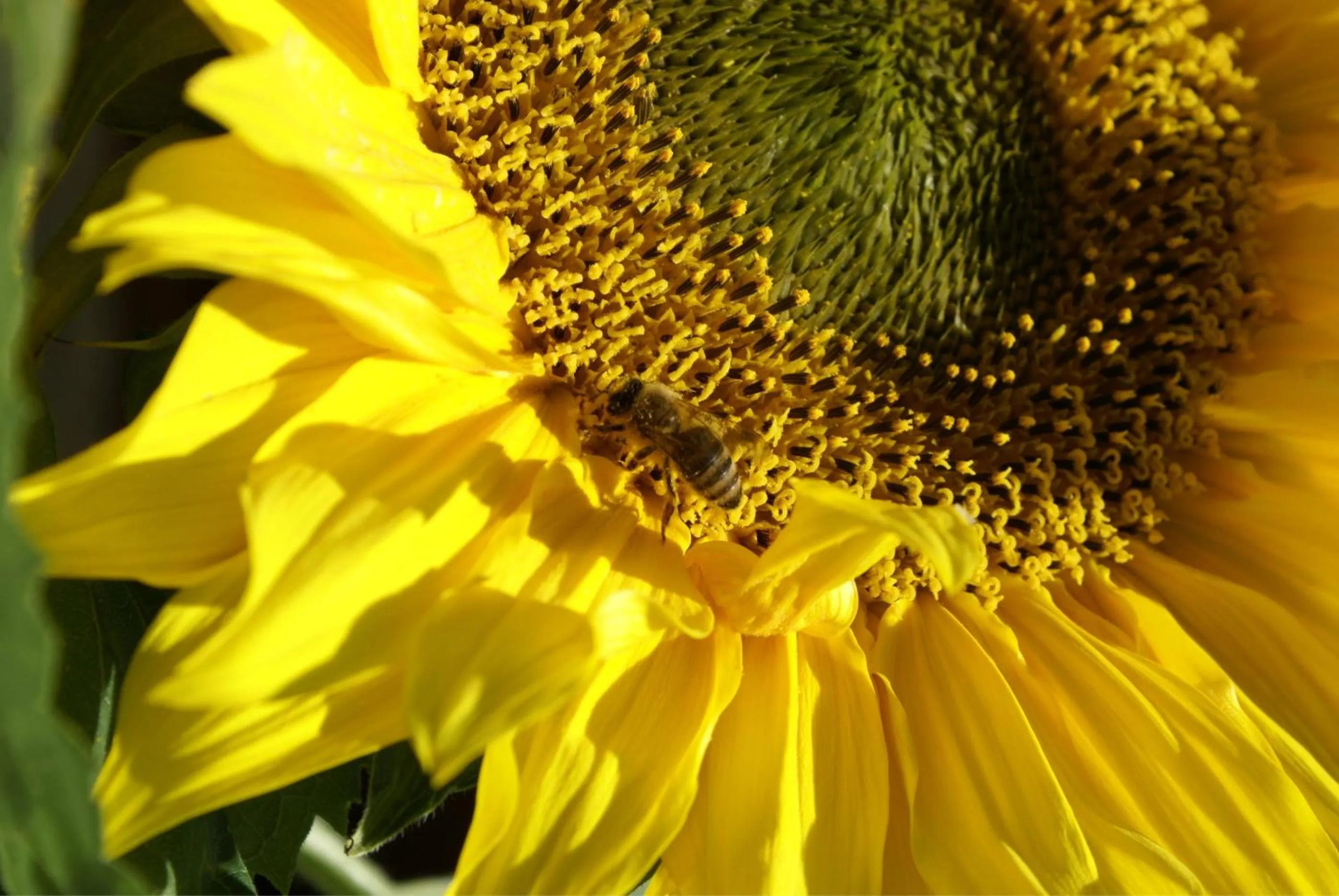 Other in Hotel Eschenhof & Apartments