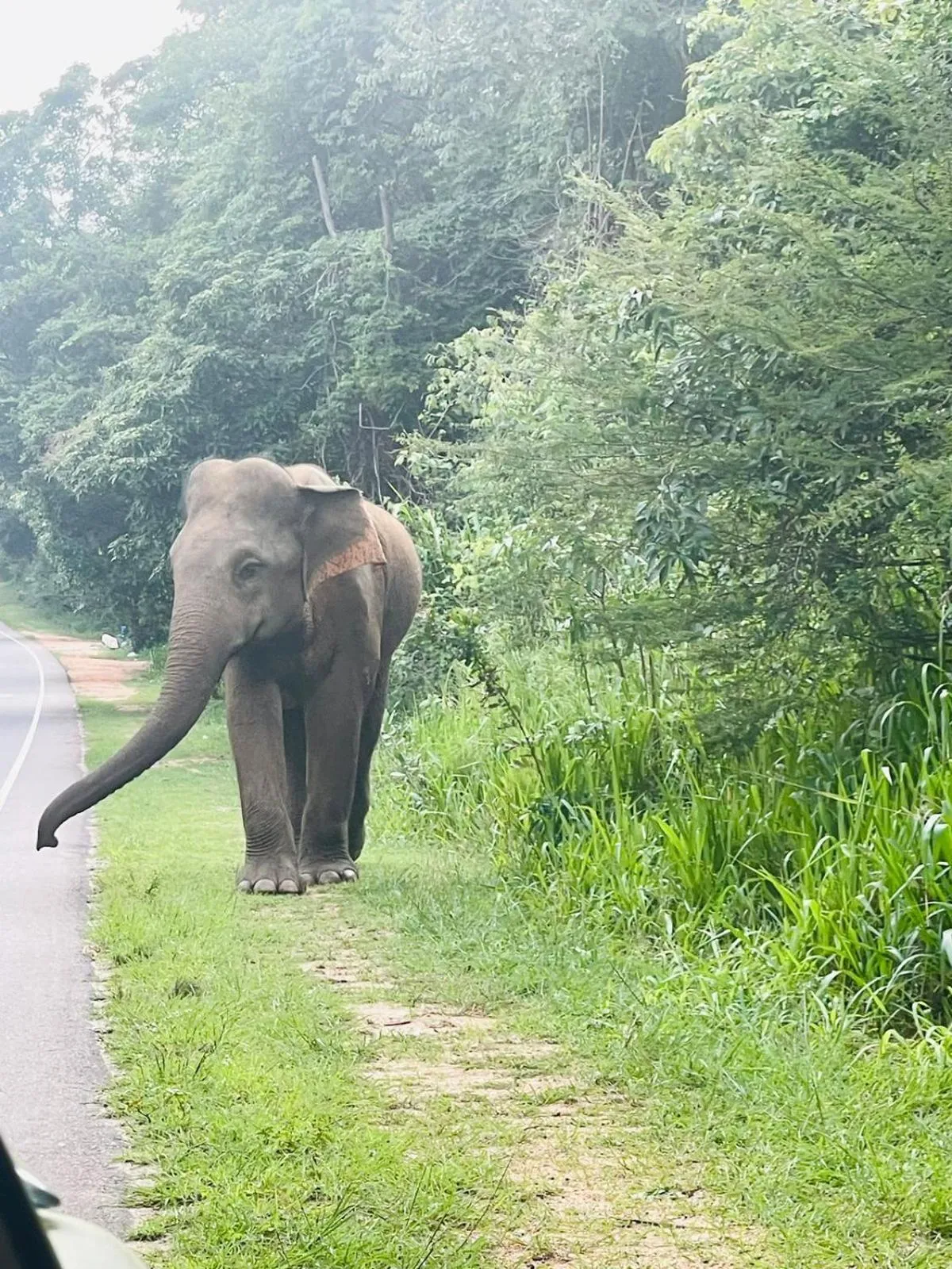Animals in Birdwing Sigiriya