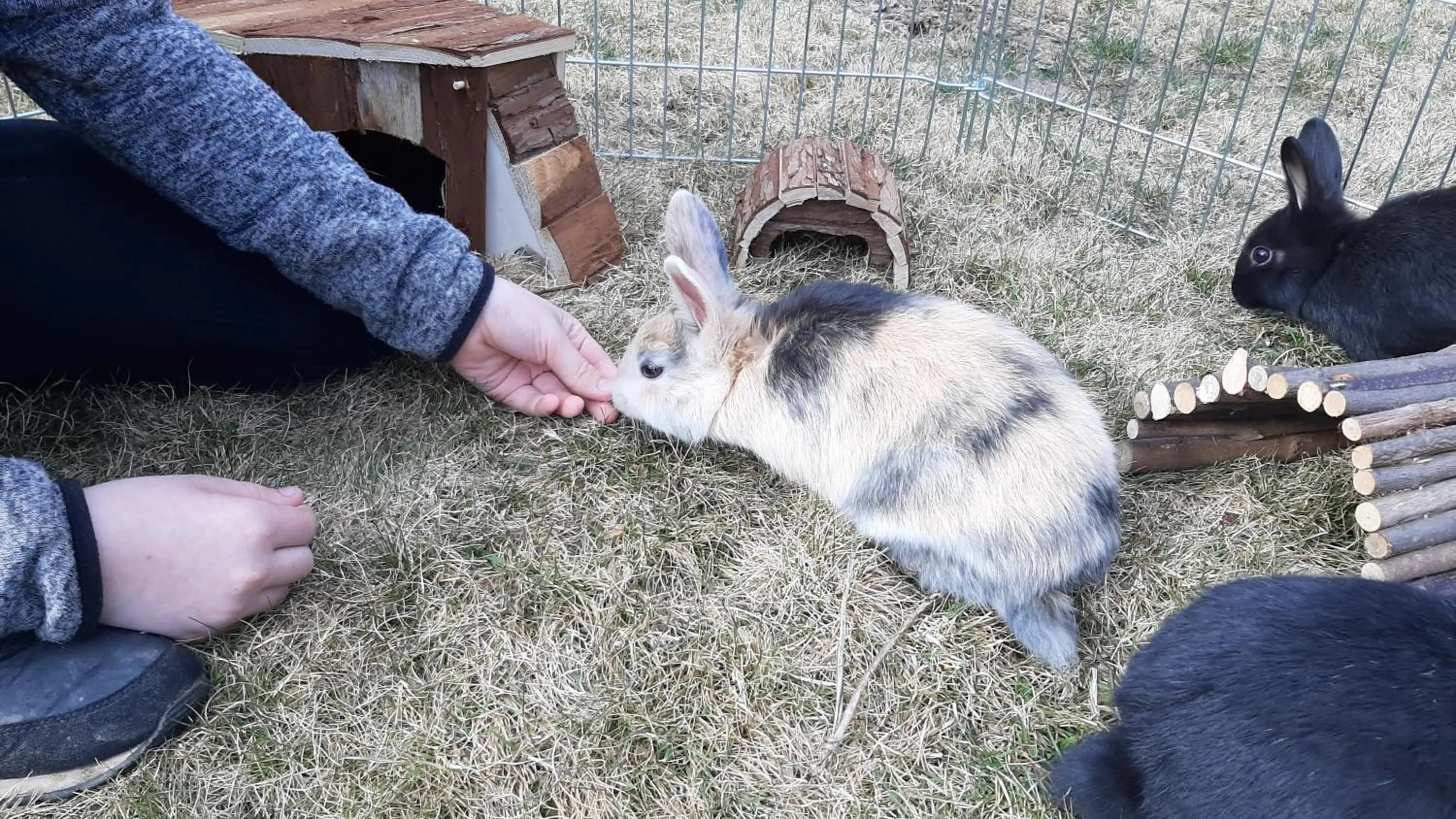 Animals in Landhotel-Restaurant Willingshofer