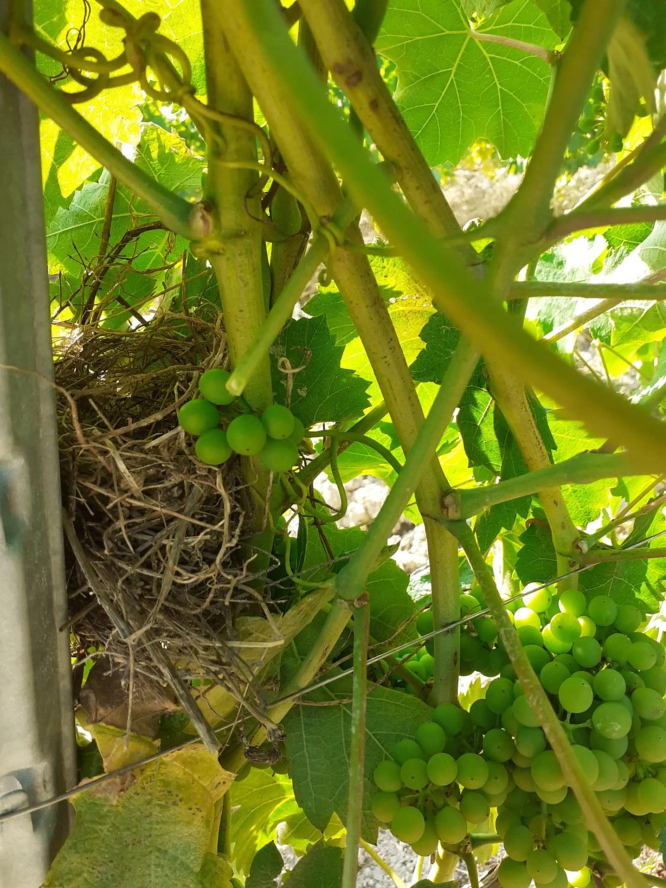 Spring in Tenuta Grimaldi Wine Resort
