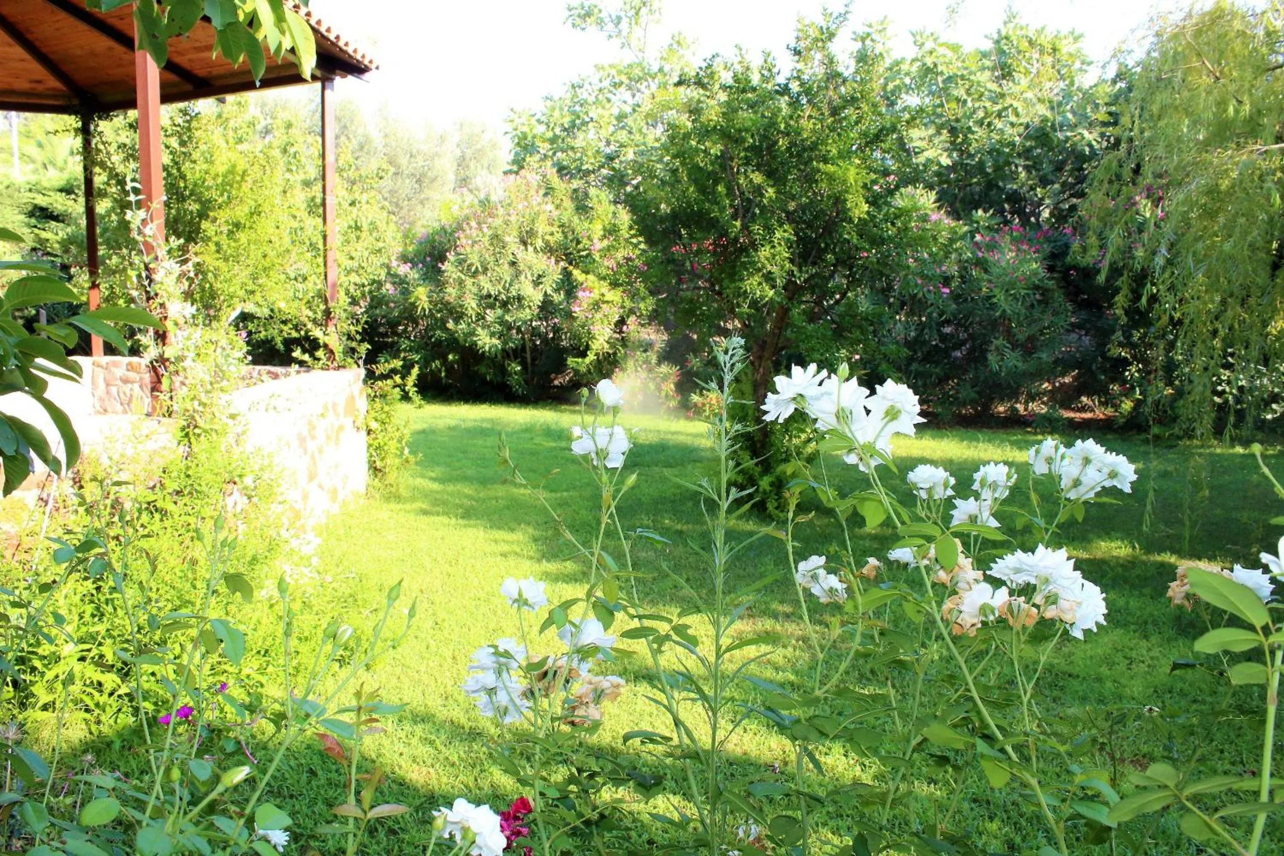 Garden in Nadia Apartments
