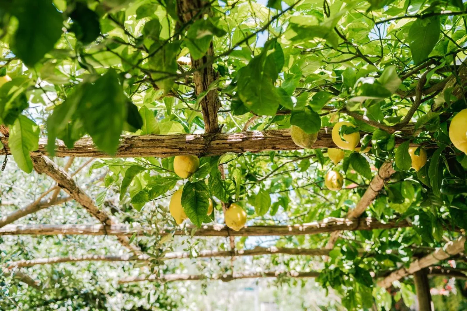 Residence Villa Rosa