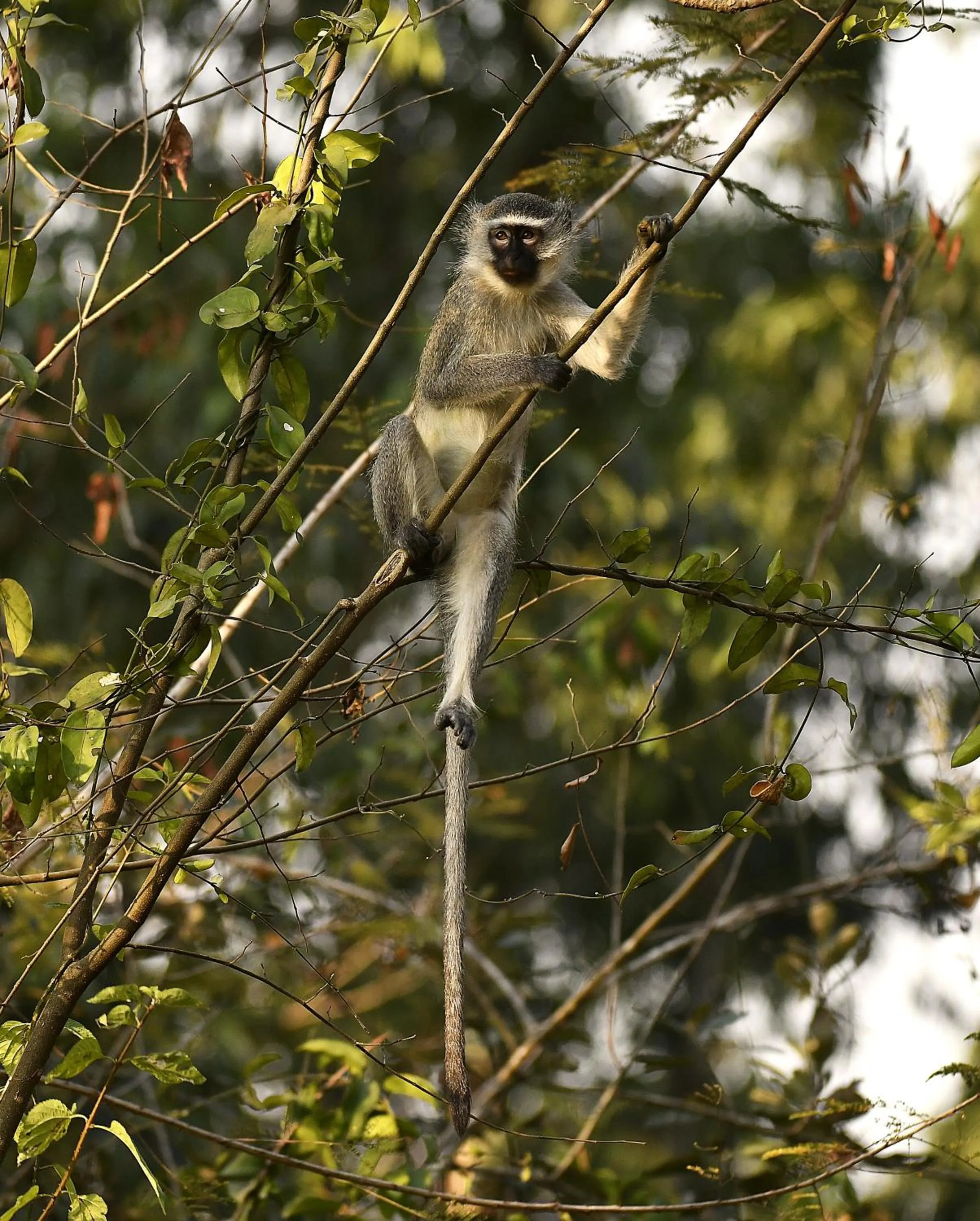 Natural landscape in Tanamera Lodge