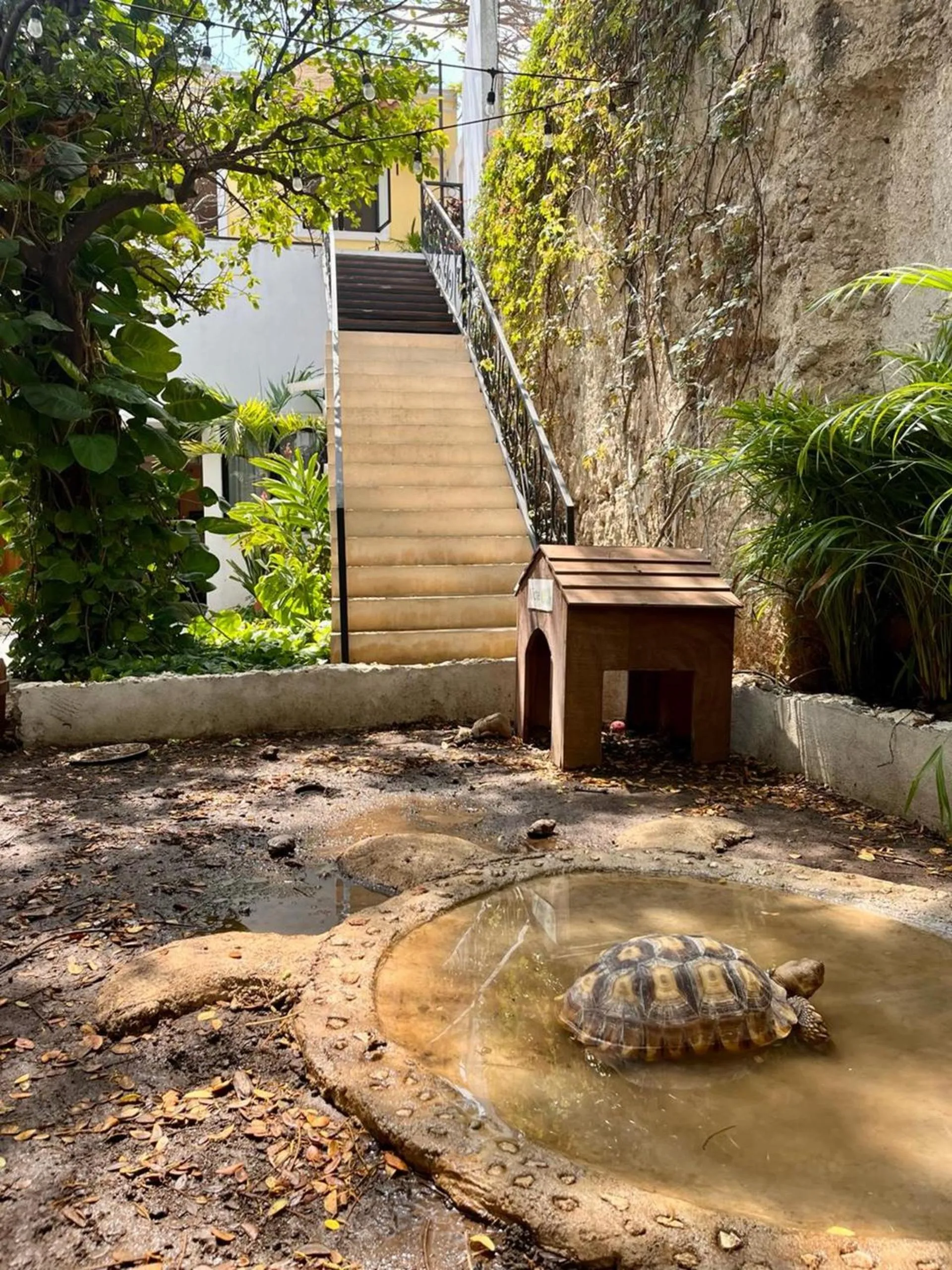 Garden in Hotel & Hostal Boutique Casa Garza