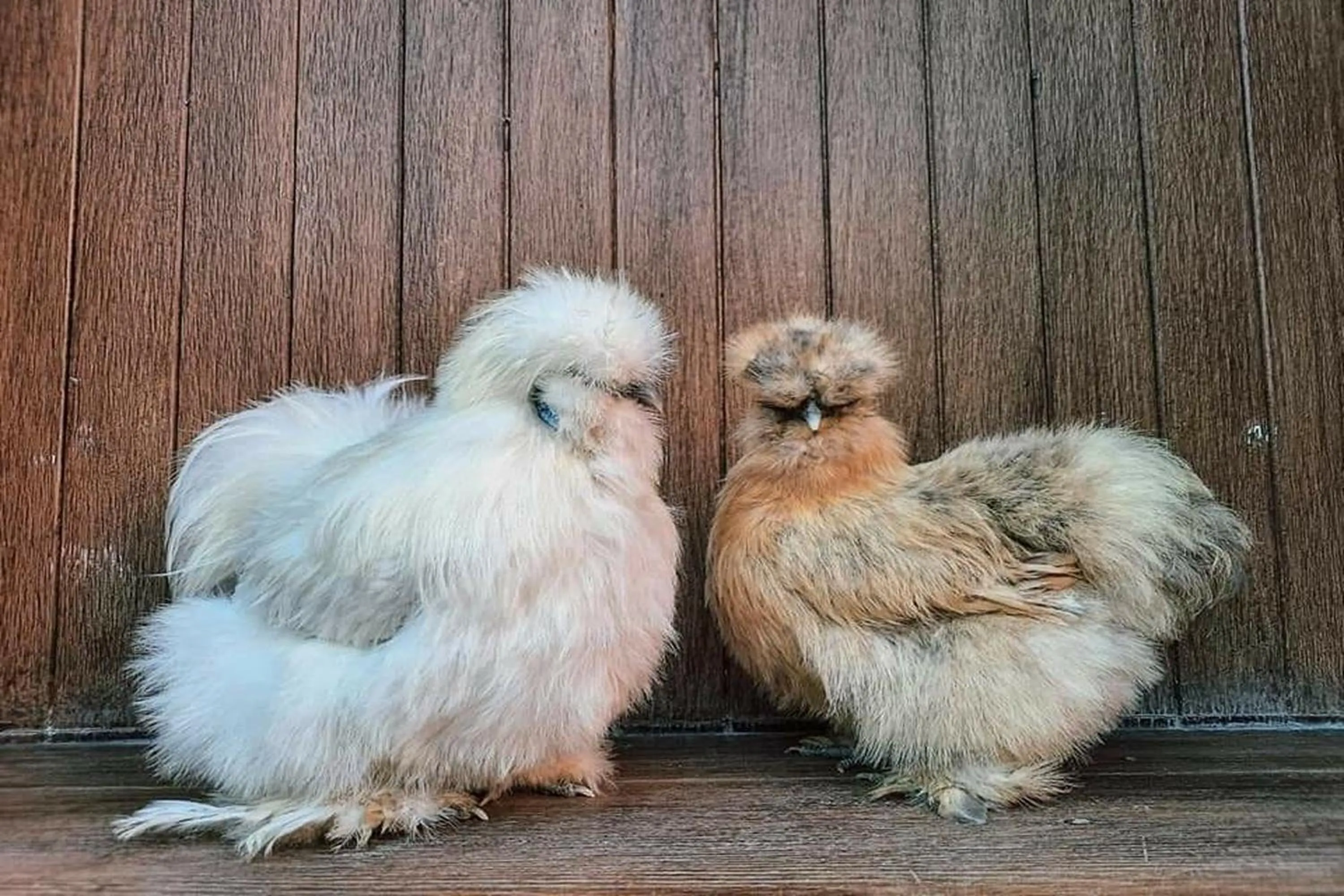 Animals in See Sky Resort