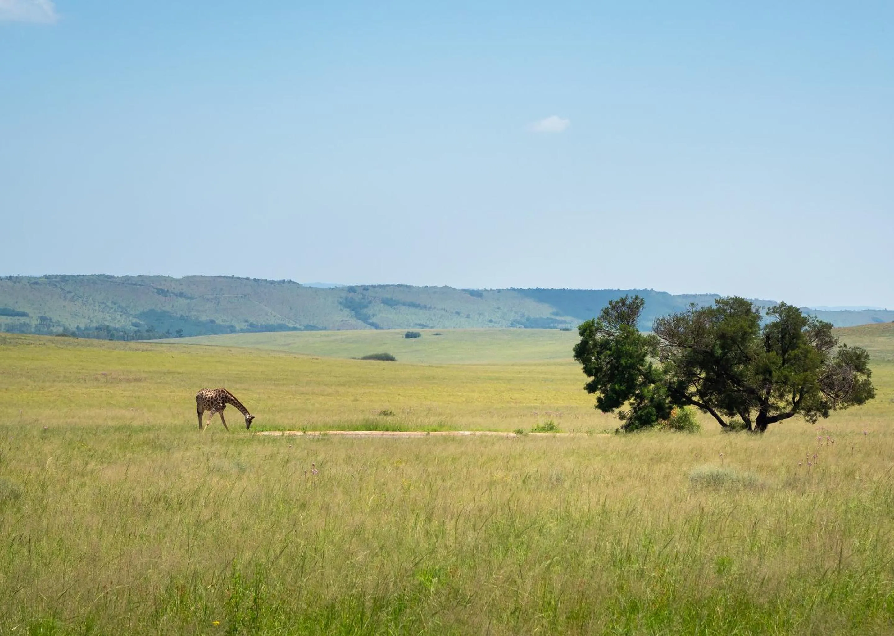 Natural landscape in Mount Savannah Lodge by Dream Resorts